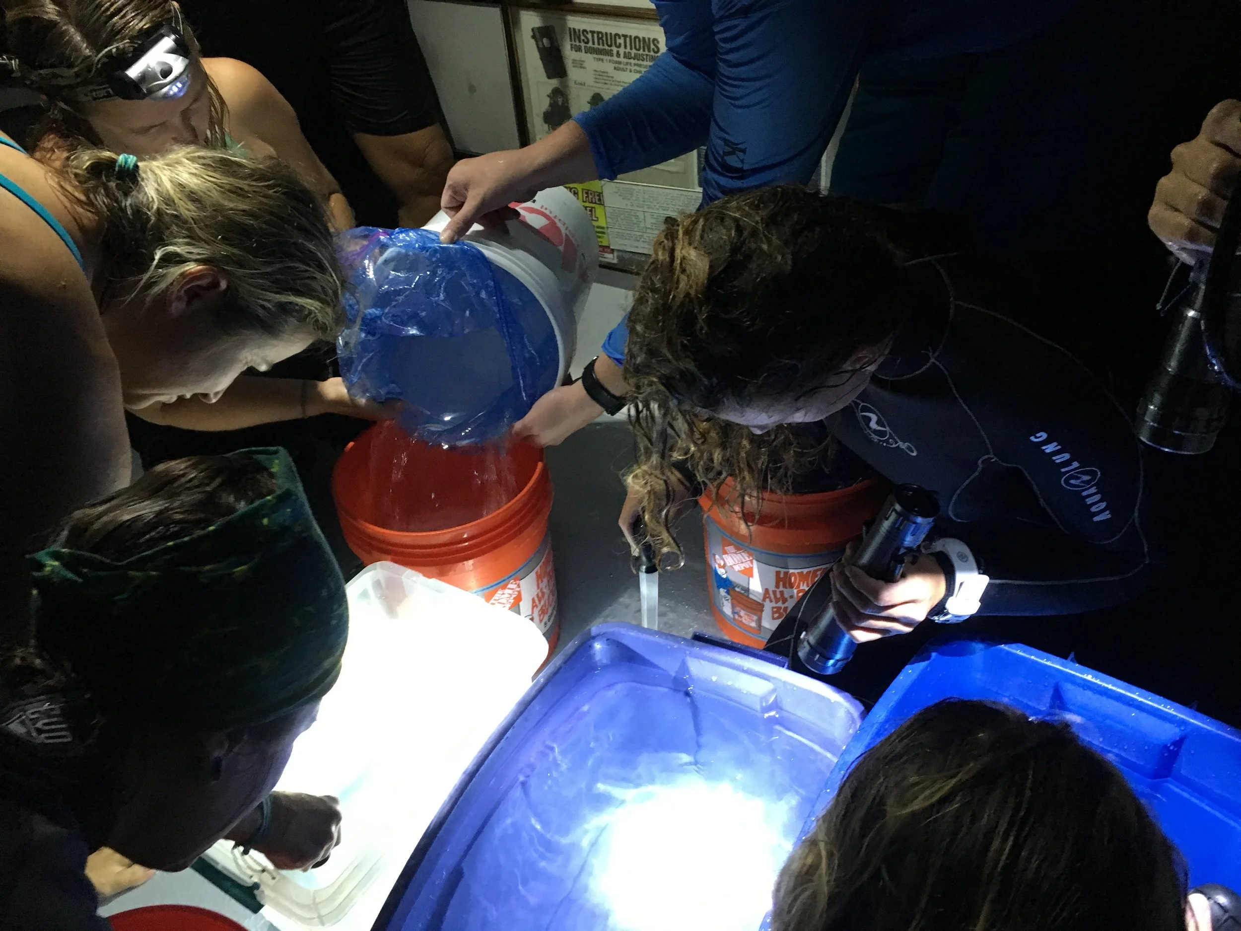 Biologists and students empty a coral condom into a bucket, before mixing collected seawater containing pillar coral eggs and sperm to create new coral colonies. Photo by Nancy Klingener