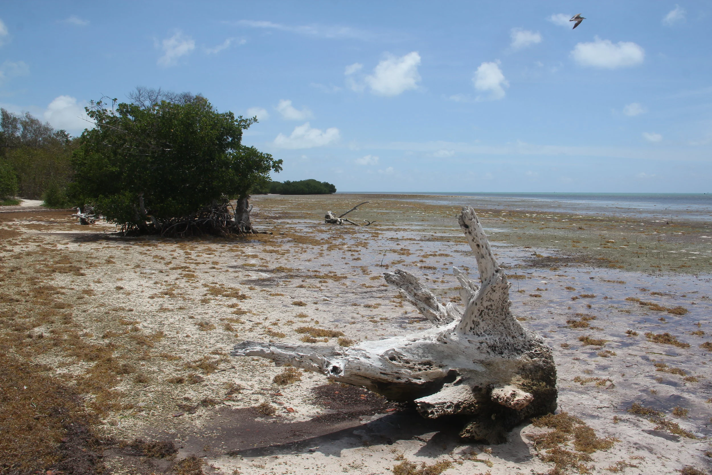 Long Key State Park is where they shot the scenes (spoiler alert!) where Danny meets his fate. Photo by Nancy Klingener
