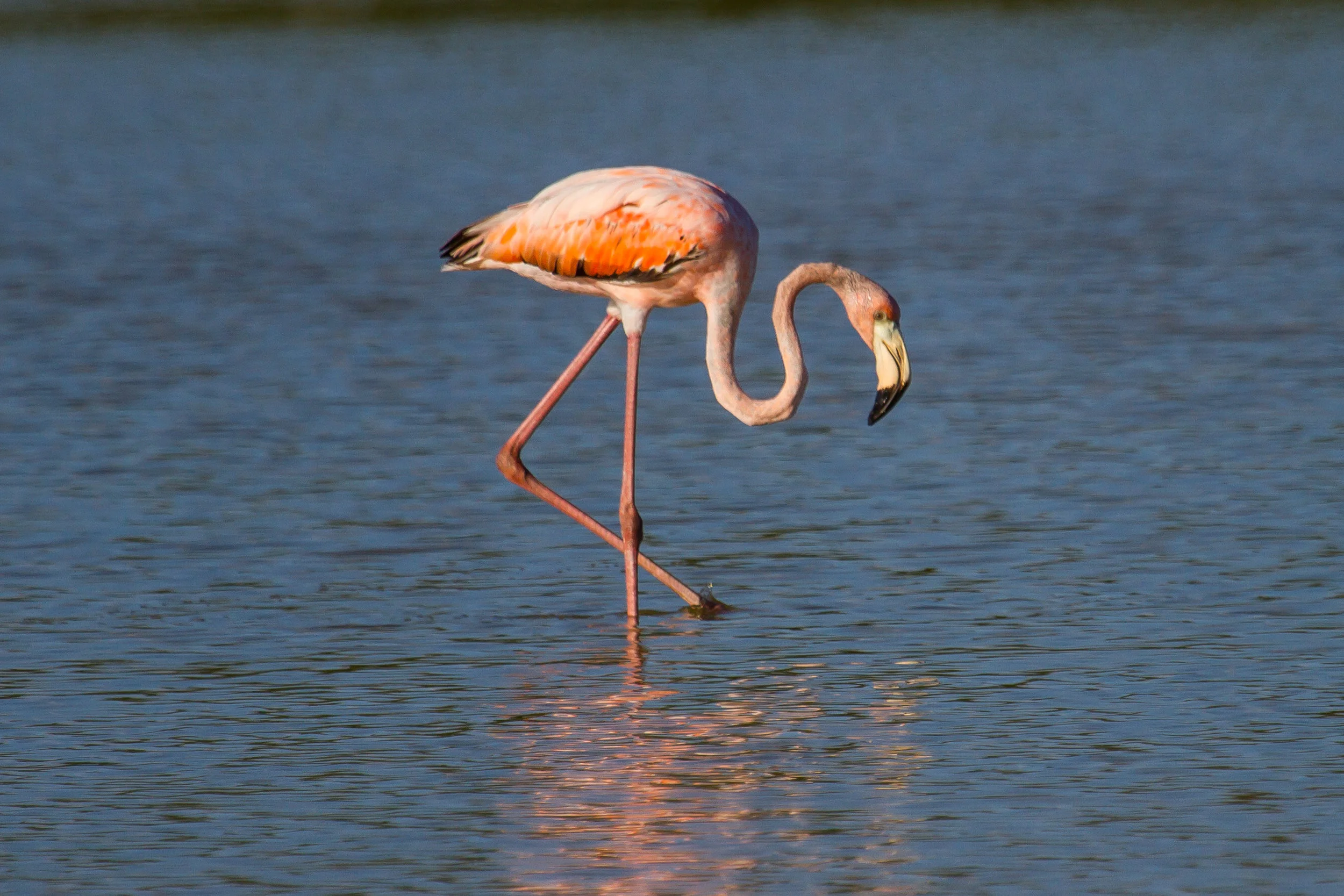 This is not Conchy. This is a flamingo that showed up on Grassy Key in 2016. Like flamingos have been showing up in South Florida for decades. Photo by Mark Hedden .