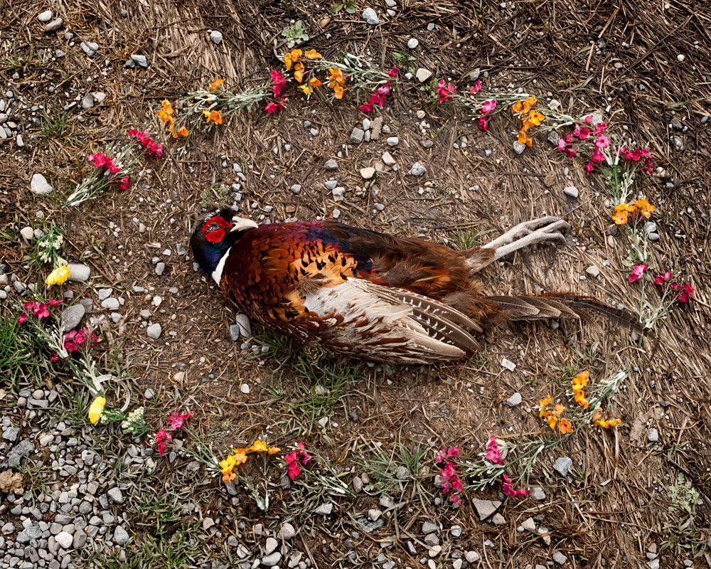 Pheasant