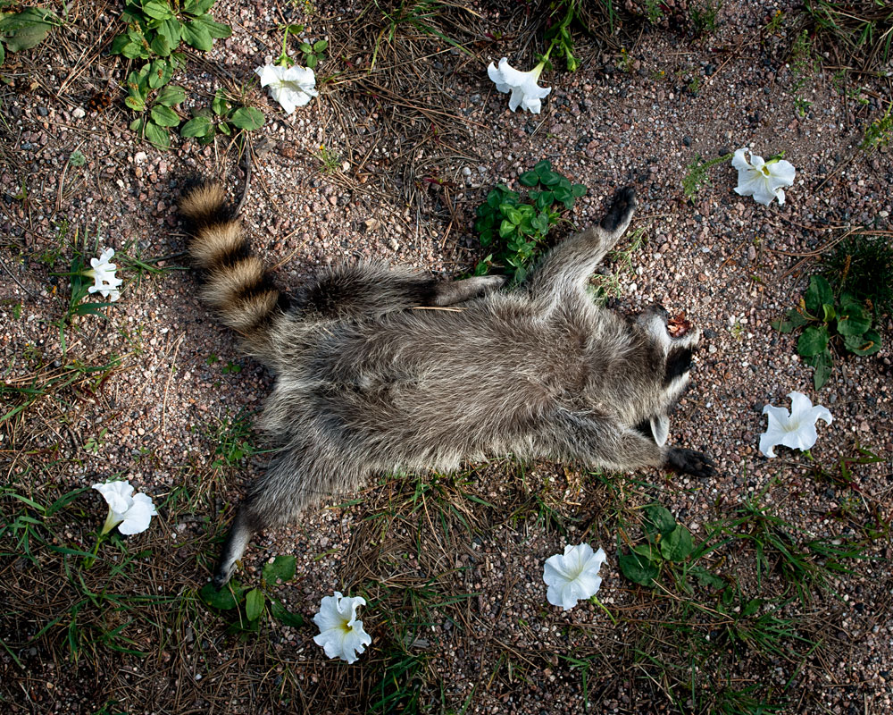 Raccoon