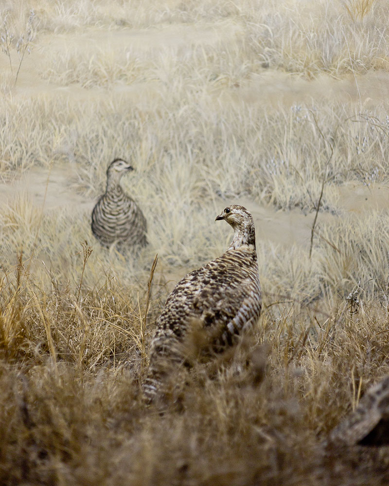 Untitled (Nebraska)