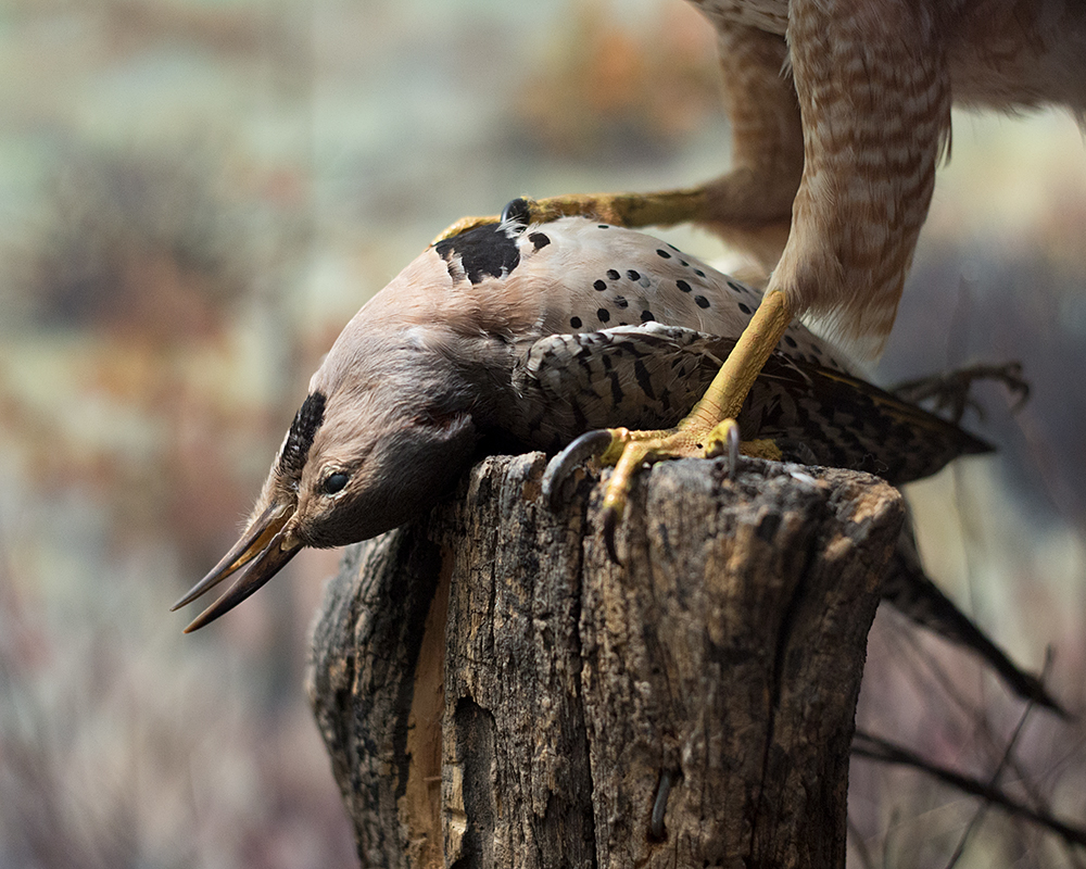 Northern Flicker