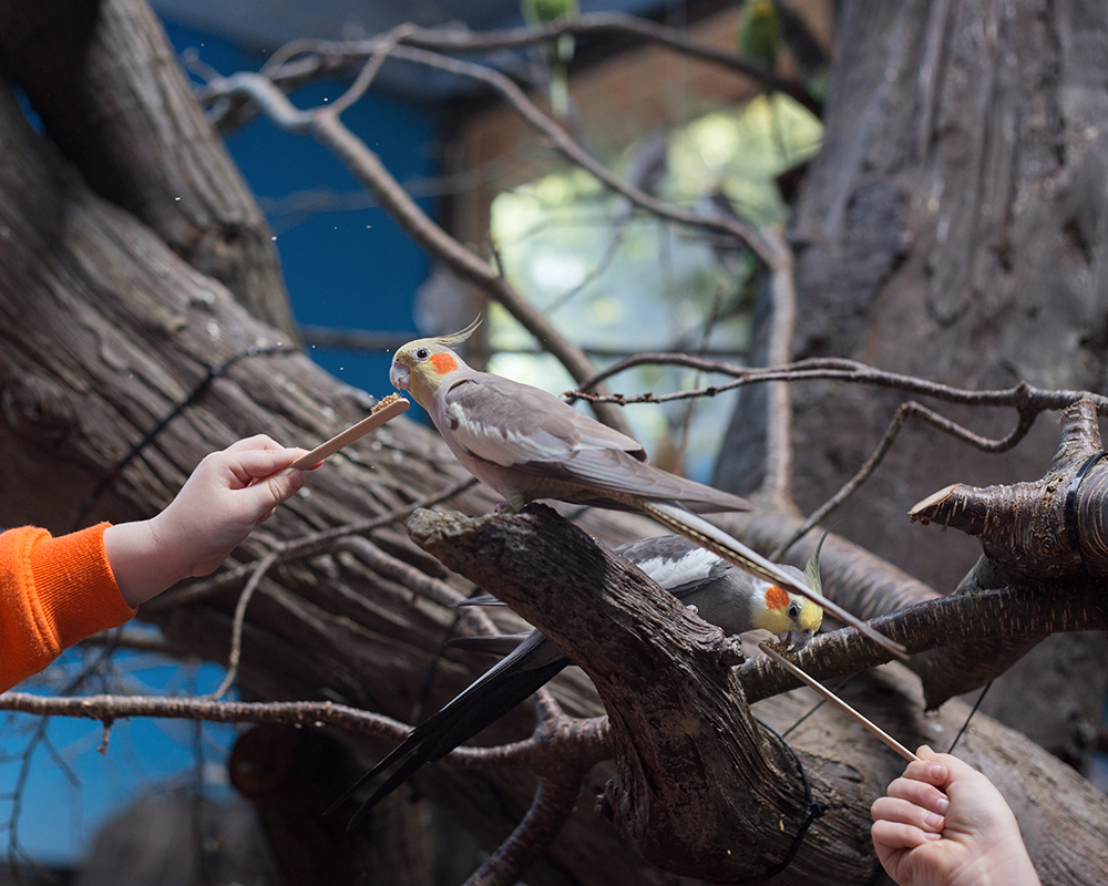 Cockatiels; Woodland Park Zoo, Seattle