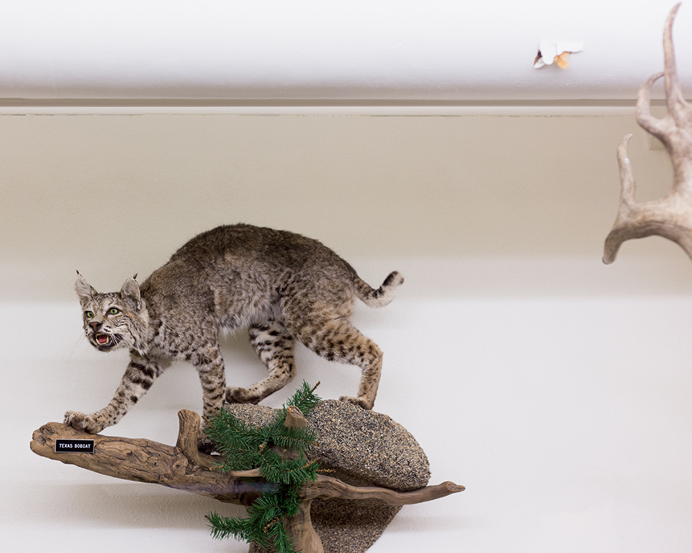 Texas Bobcat; Mount Angel Abbey Museum, Saint Benedict, OR