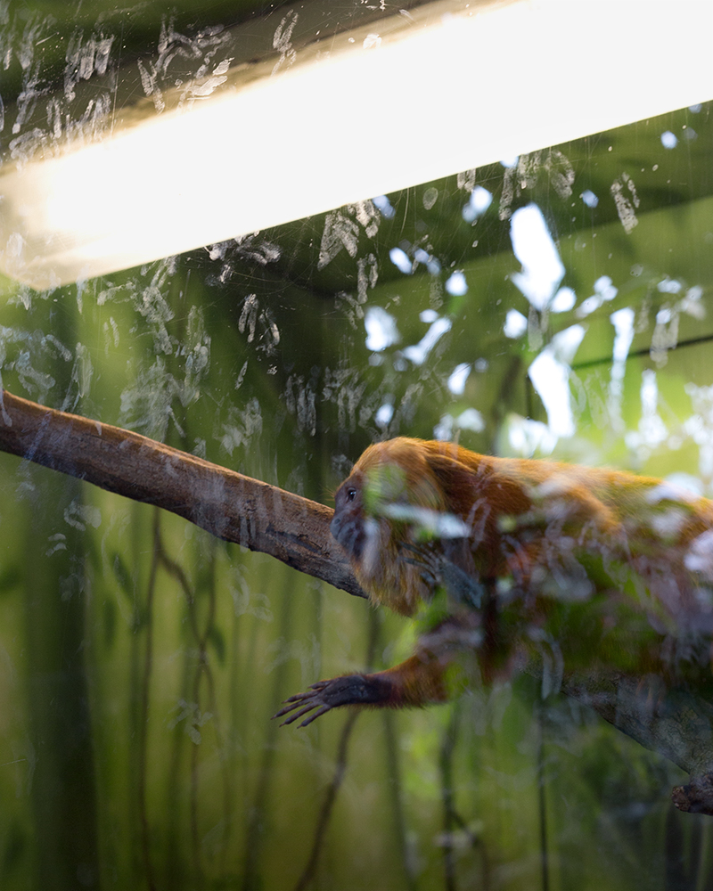 Golden Lion Tamarin, Kansas City Zoo