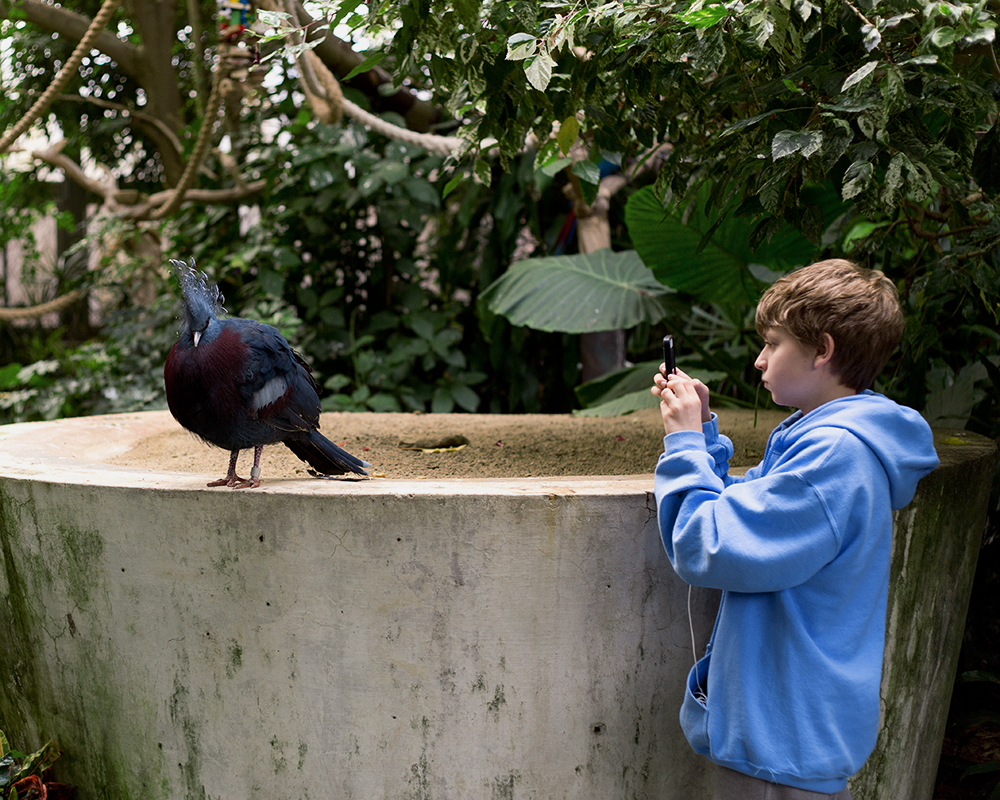 Victoria Crowned Pigeon; The National Aviary, Pittsburgh