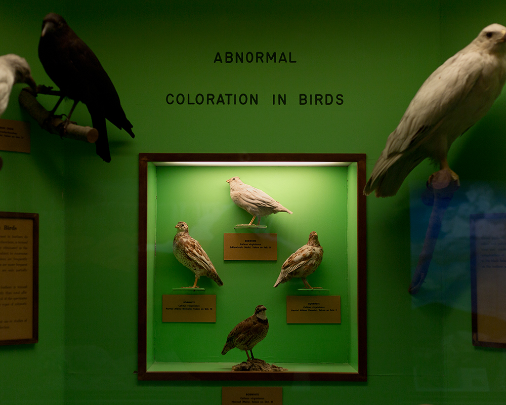 Abnormal Coloration in Birds; University of Kansas Natural History Museum, Lawrence