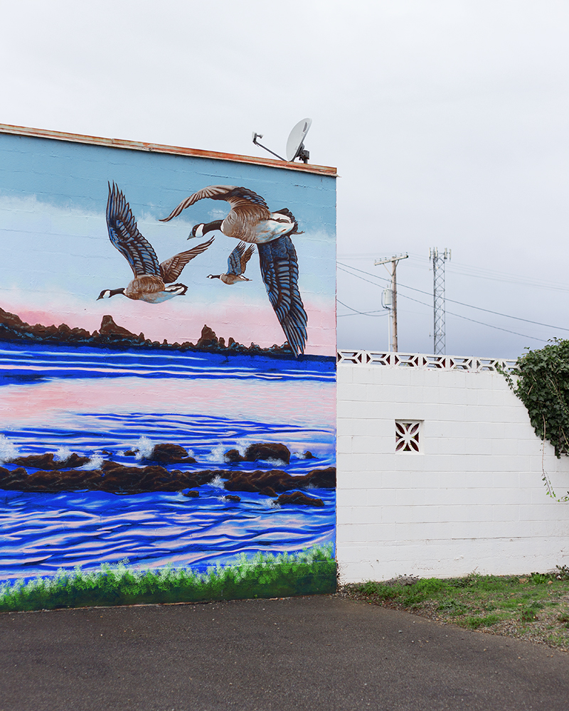 Geese; North Coast Coins, Crescent City, CA