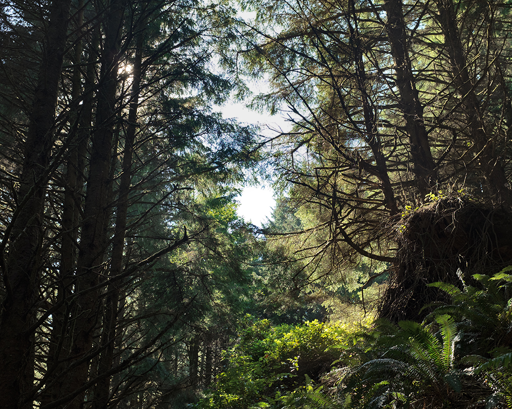 Crescent Beach Trail; Ecola State Park, OR