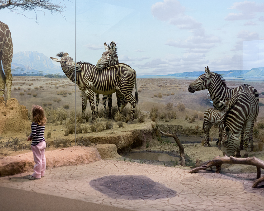 Zebras; Carnegie Museum of Natural History, Pittsburgh