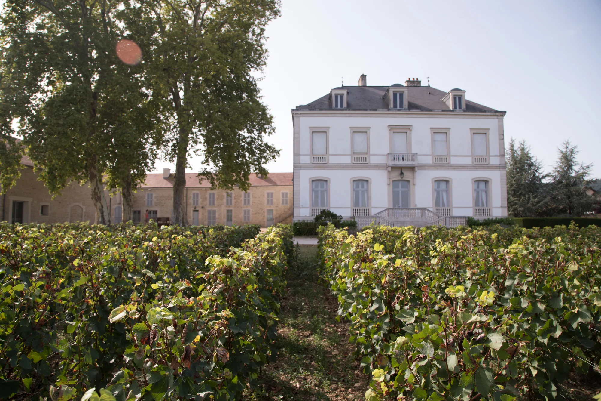 Domaine de Montille.Meursault5.jpg