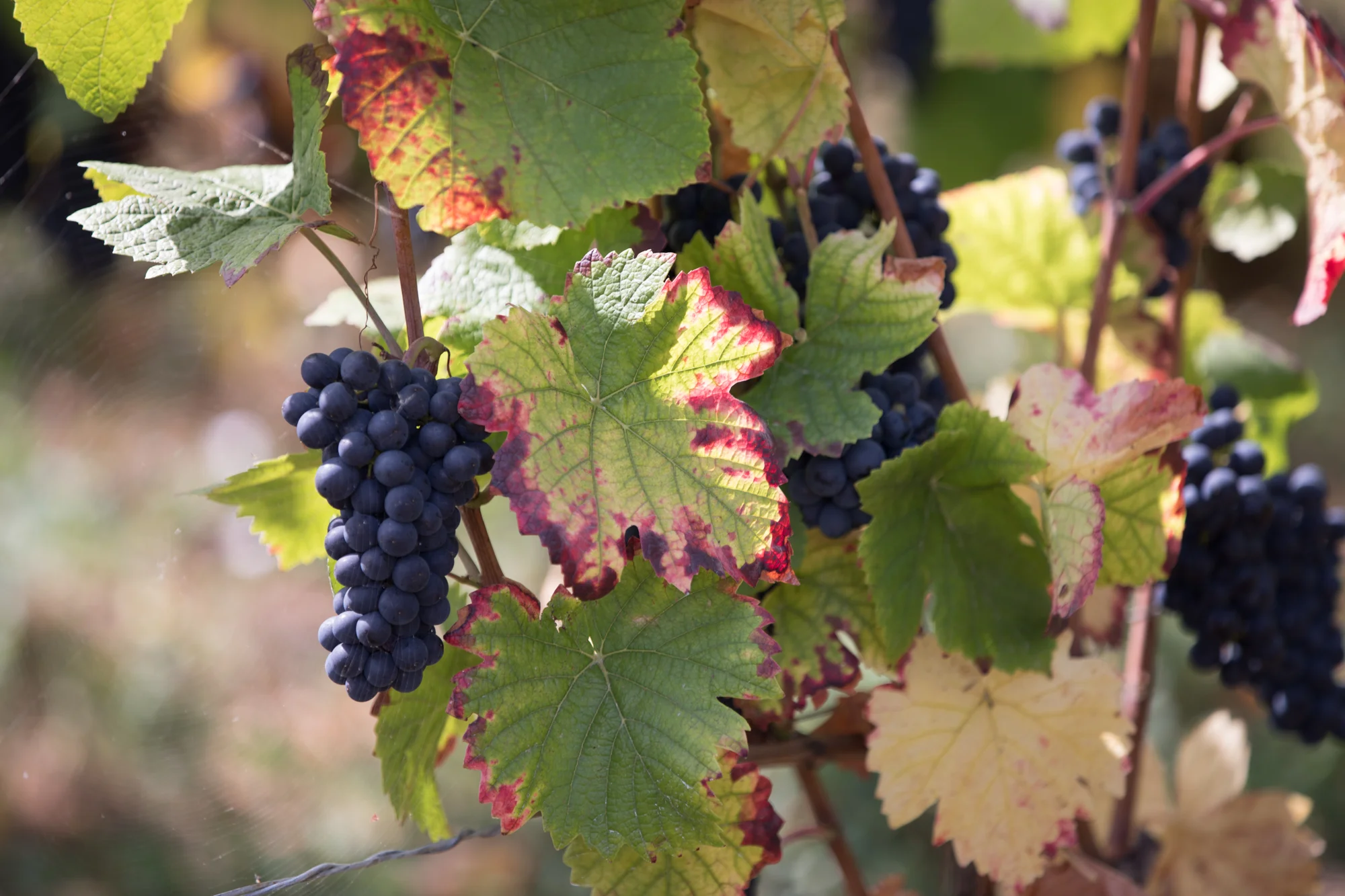Grapes.Domaine Arnoux-Lachaux. Vosne-Romanee3.jpg