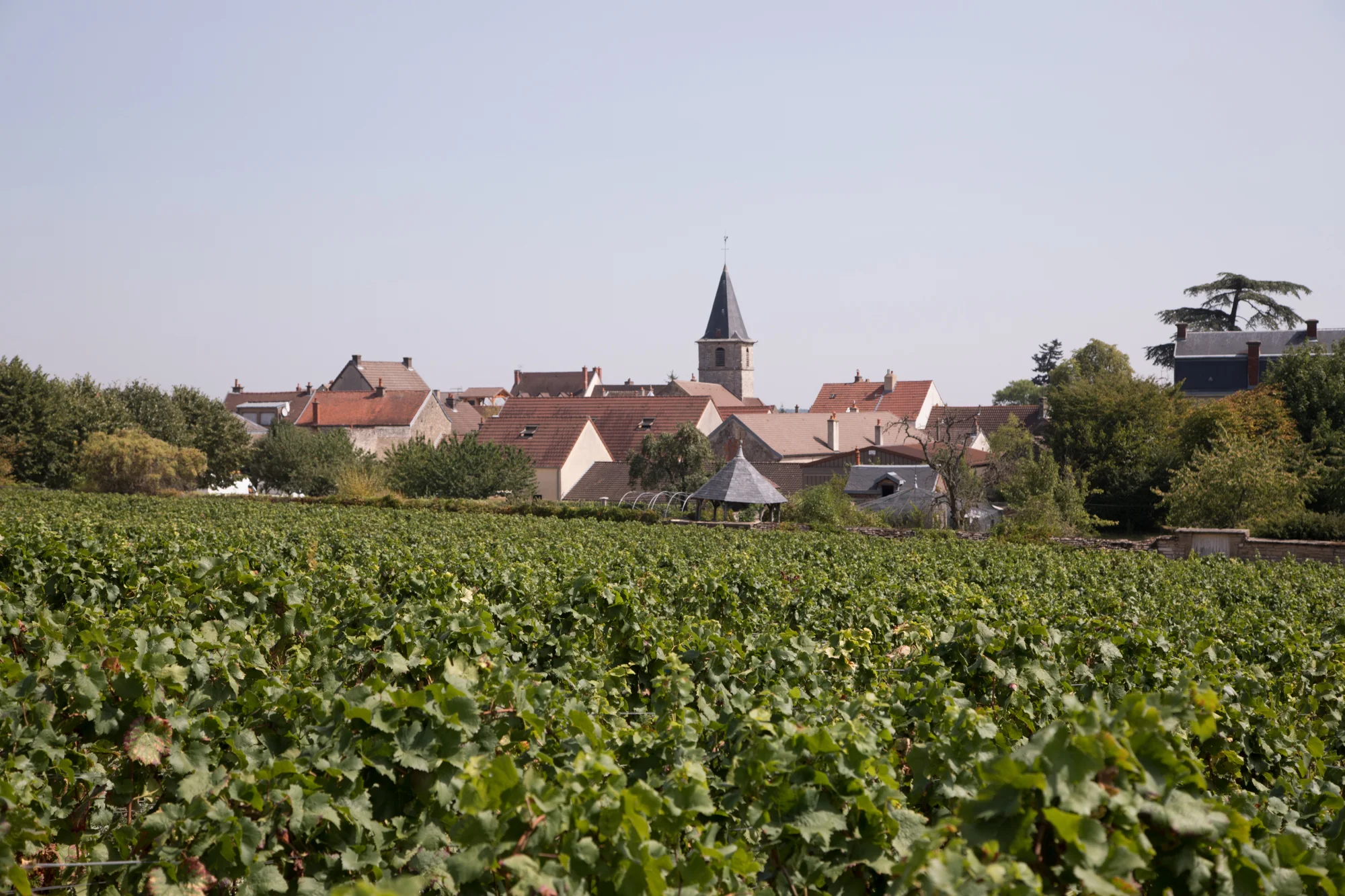 Grapes.Domaine Arnoux-Lachaux. Vosne-Romanee.jpg