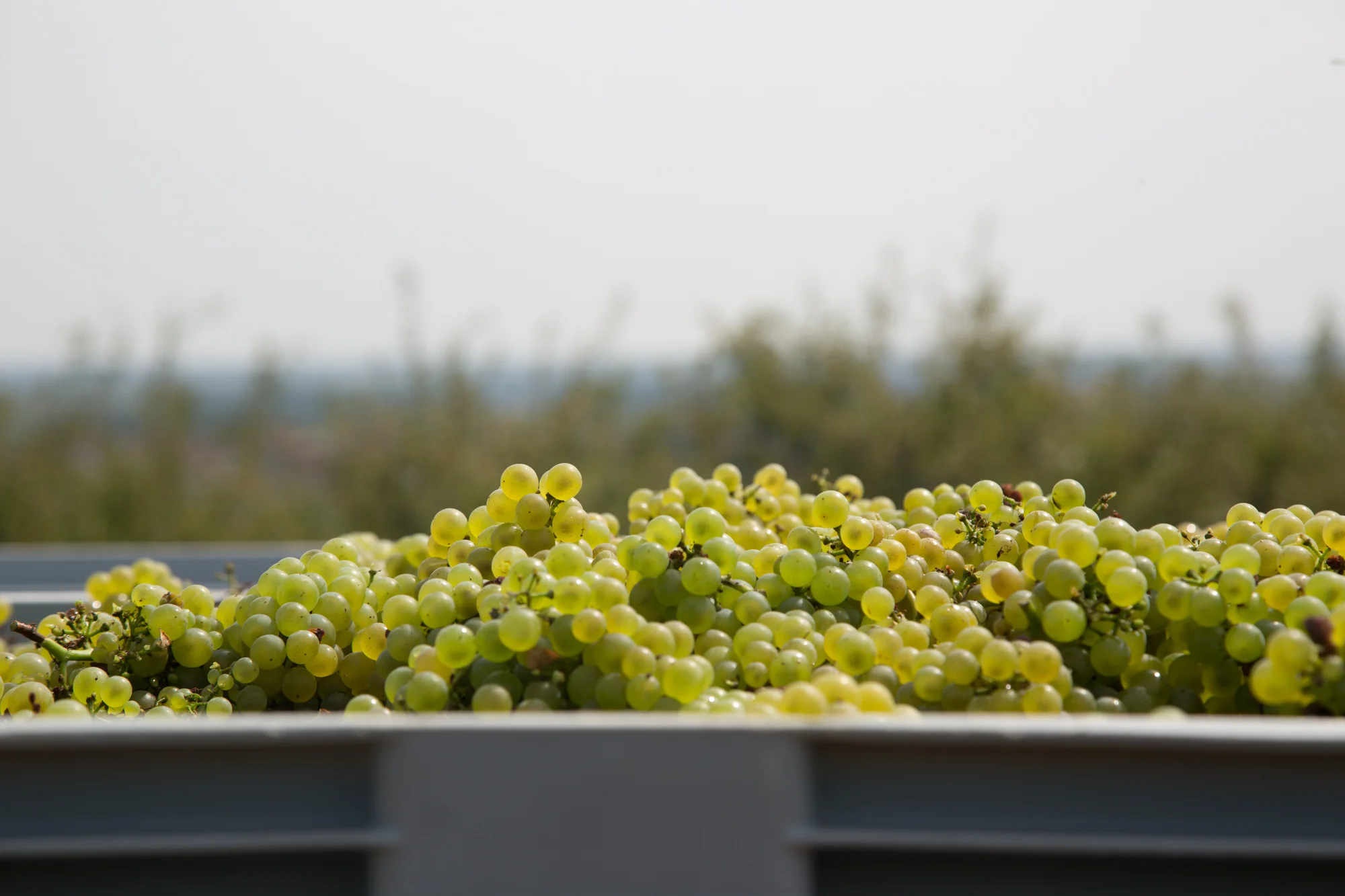 Grapes.Picking.Domaine Dujac.Puligny-Montrachet11.jpg