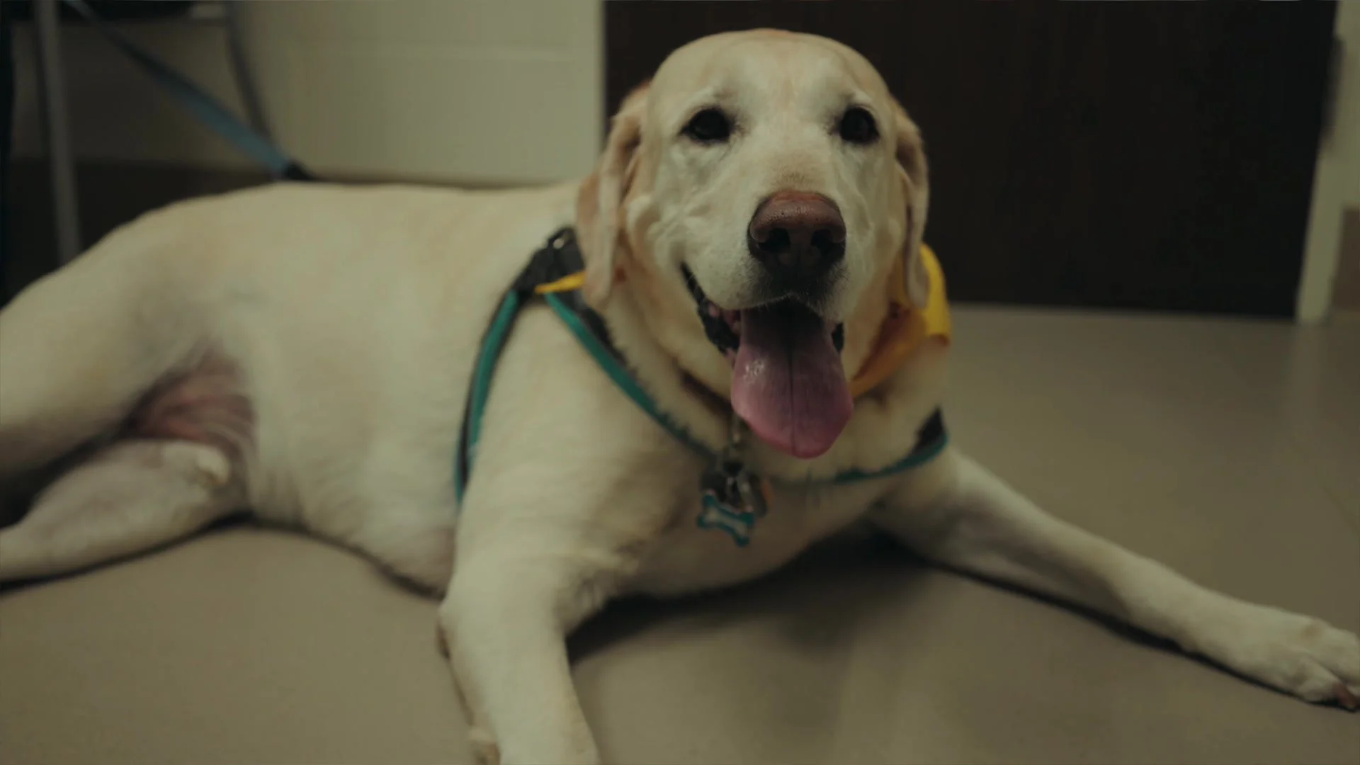 Small Animal Hospital