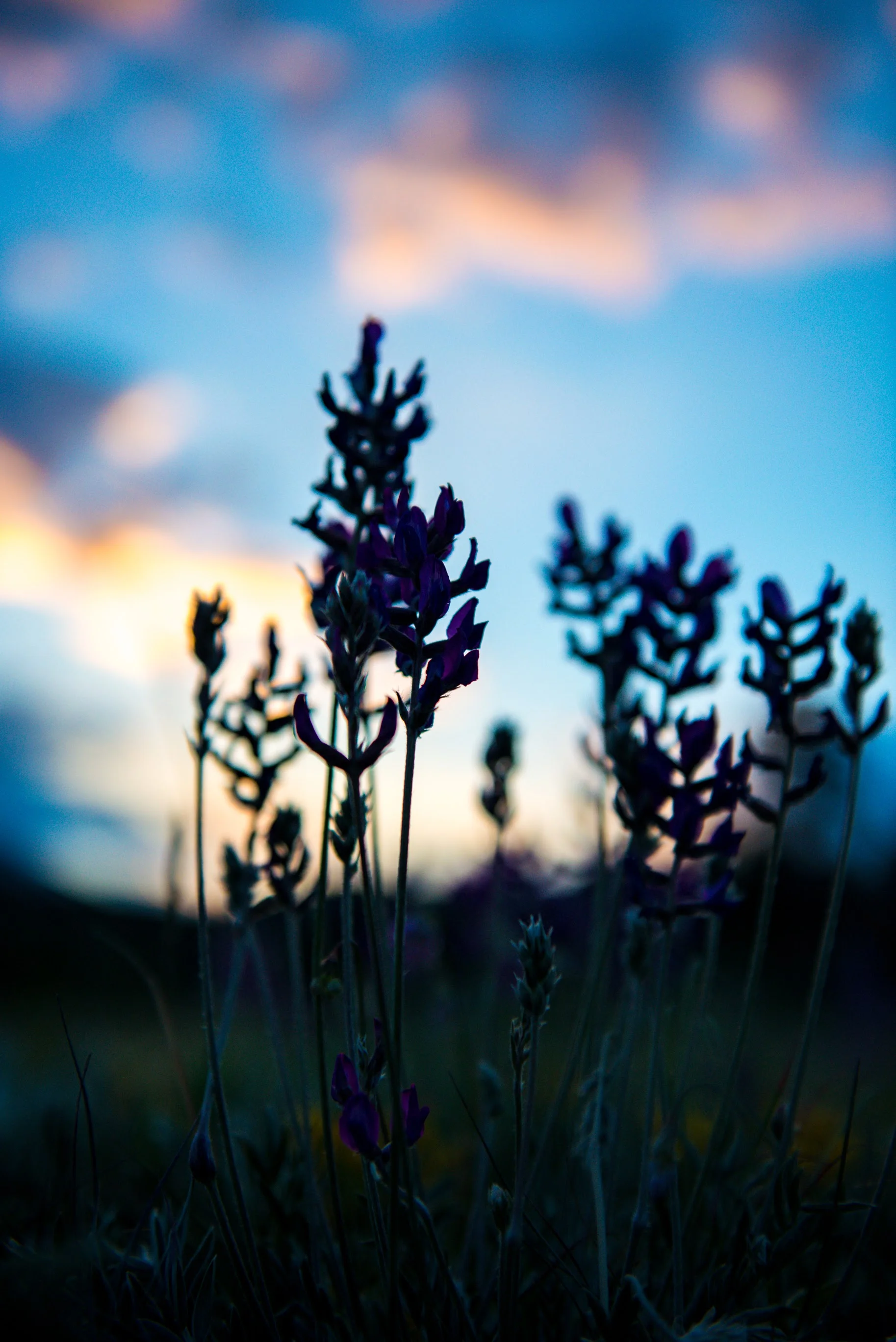 1707_ColoradoVacation-453.jpg