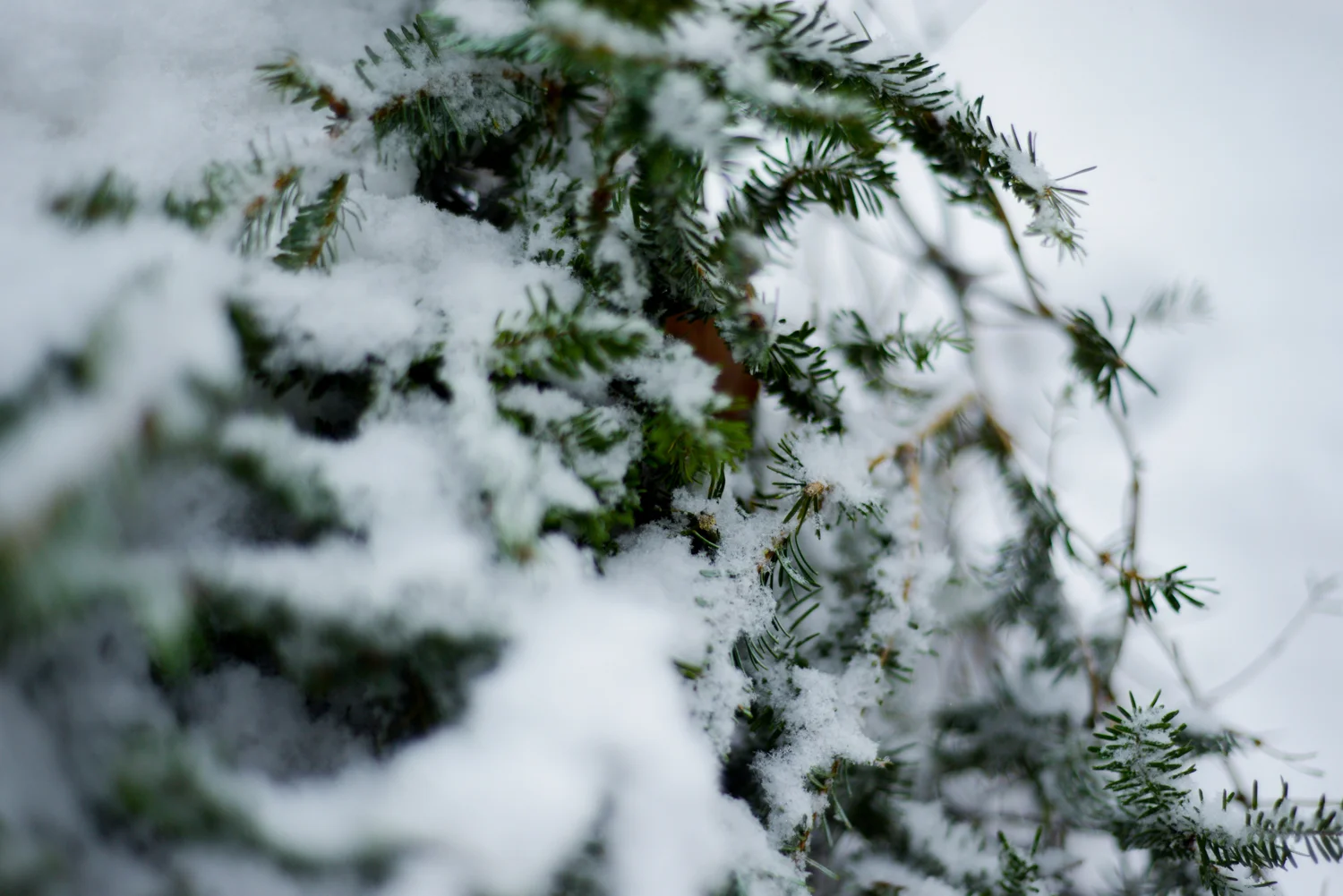 20190113_FirstSnowoftheYear-11.jpg
