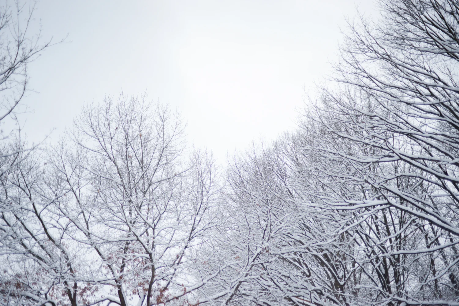20190113_FirstSnowoftheYear-37.jpg