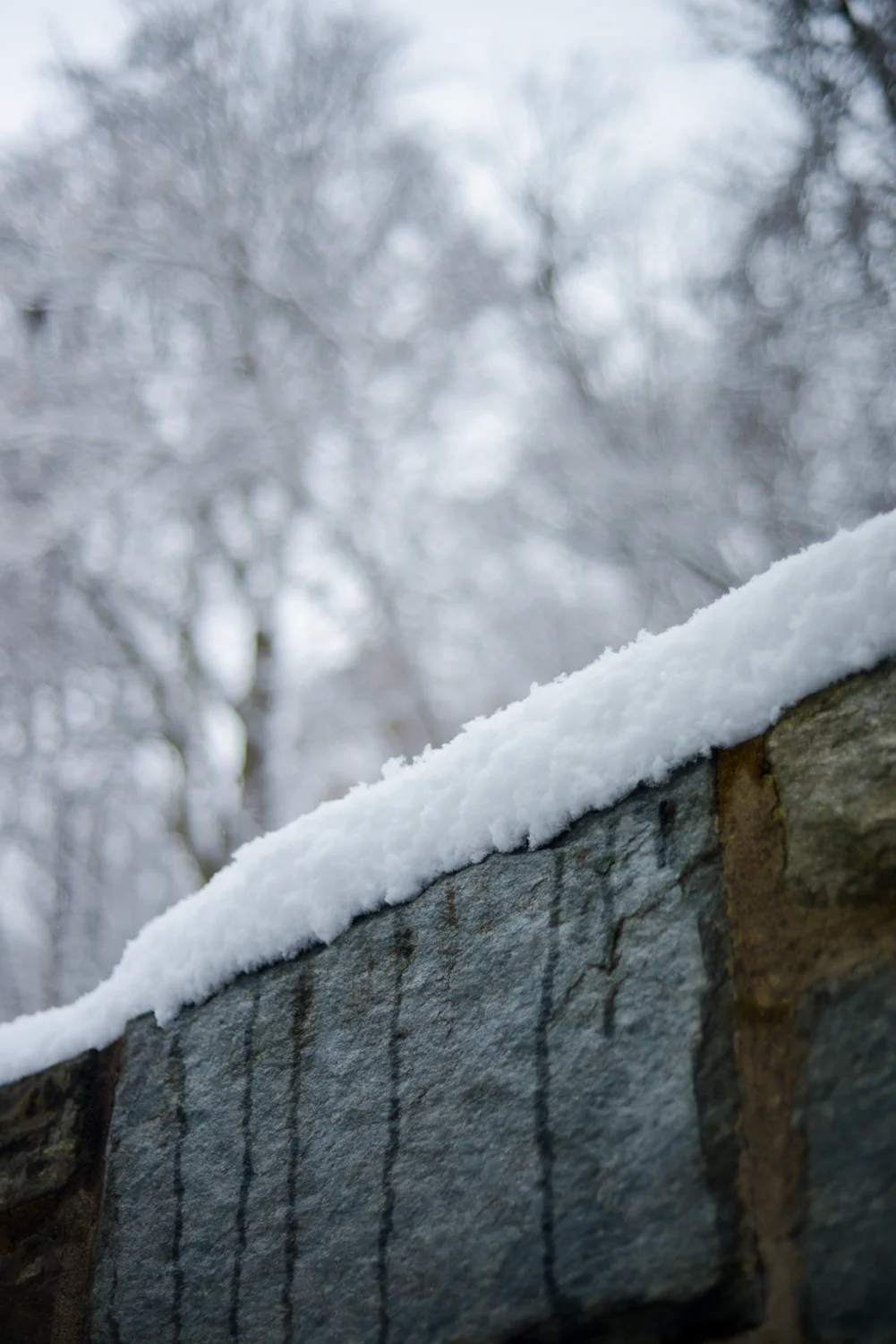 20190113_FirstSnowoftheYear-46.jpg