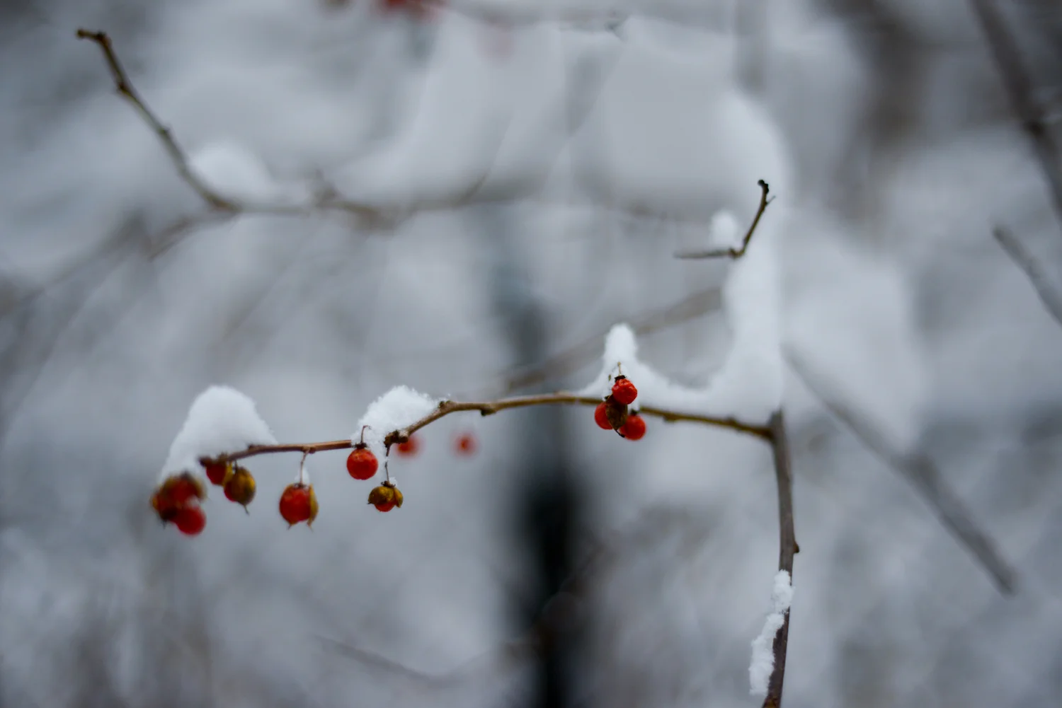 20190113_FirstSnowoftheYear-51.jpg