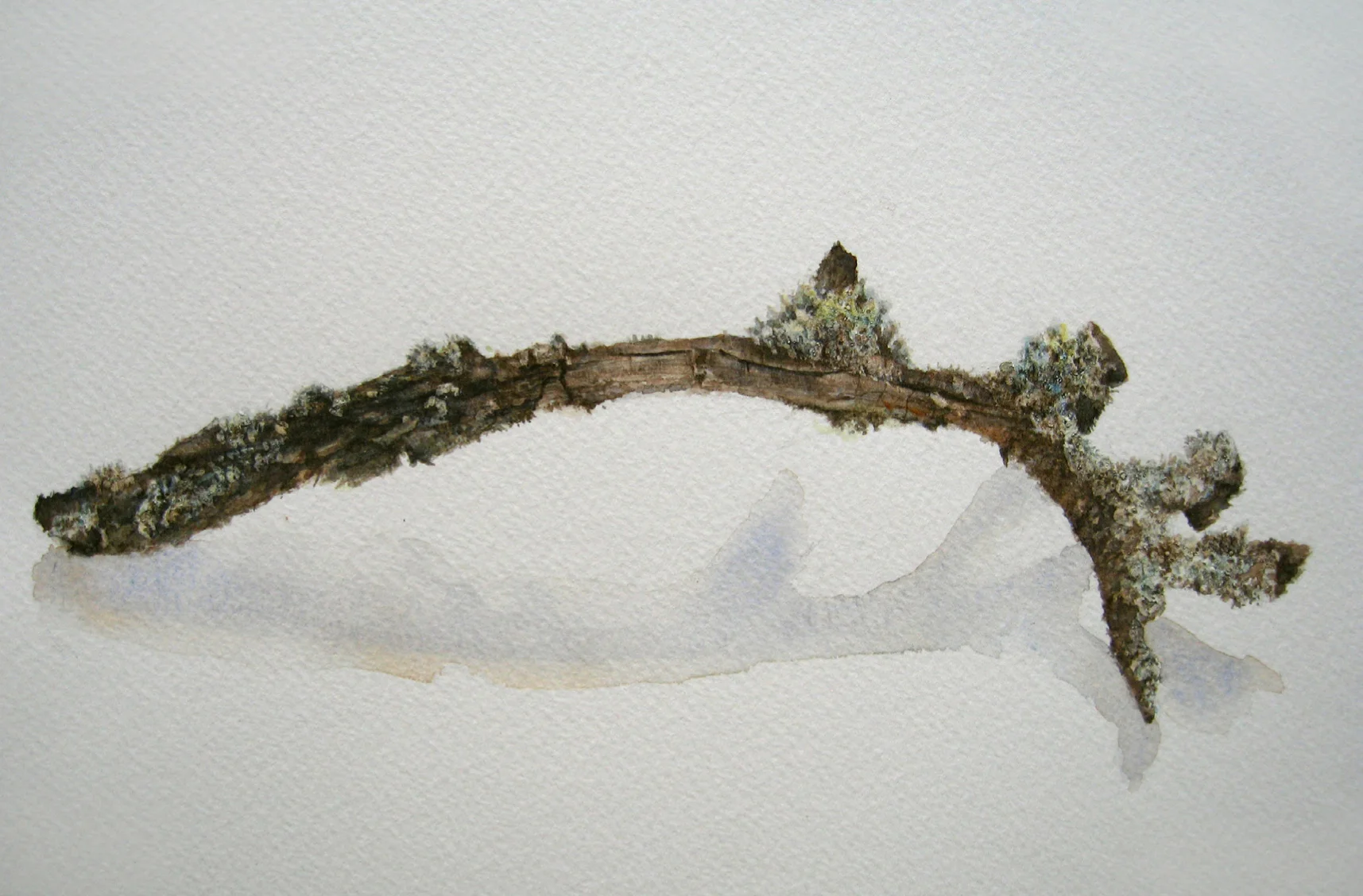 Study of a Twig