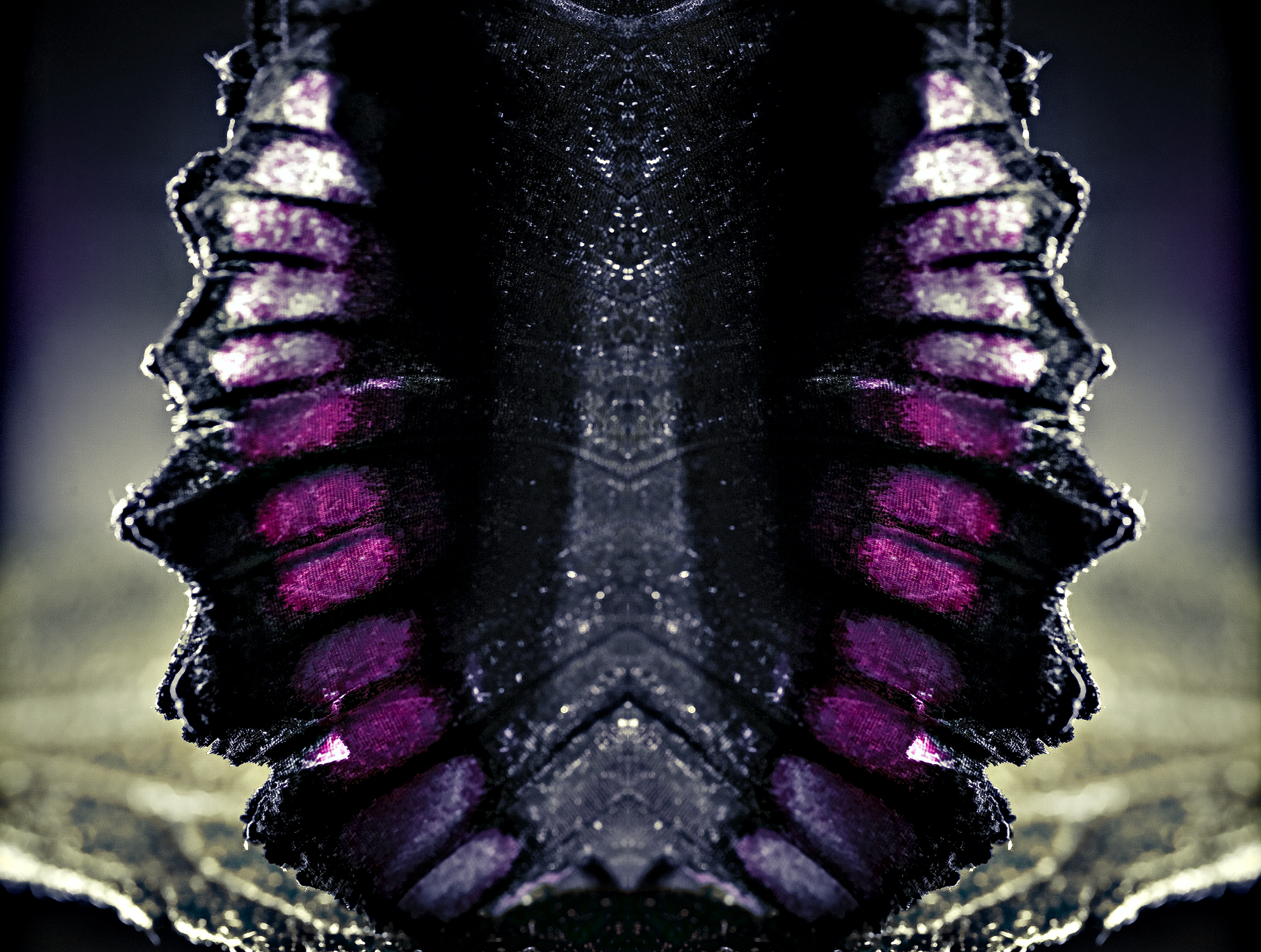 butterfly-(1-of-1)-copy.jpg
