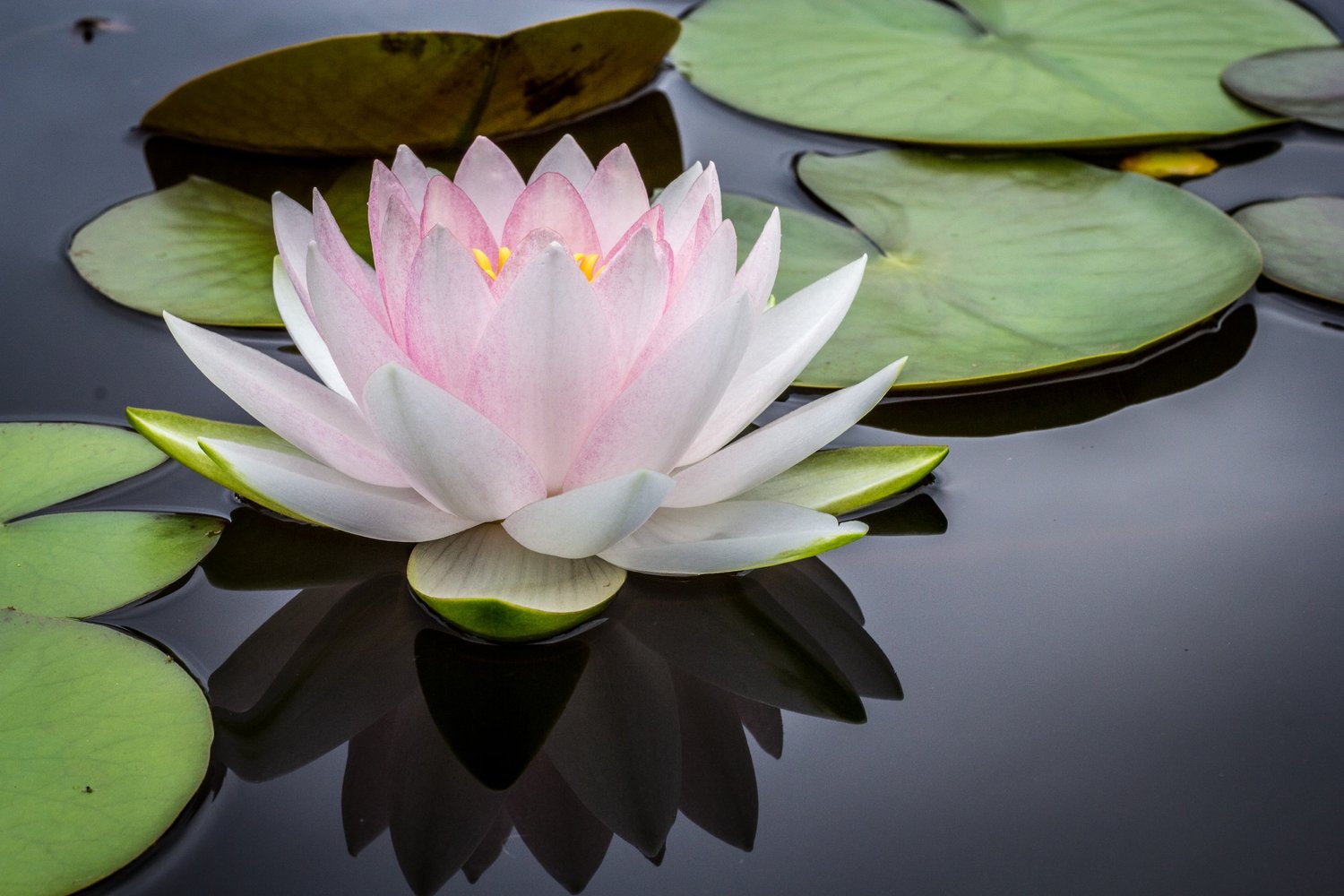 Waterlily Thai Massage Studio Thai Yoga Partner Workshop — Korsi Yoga