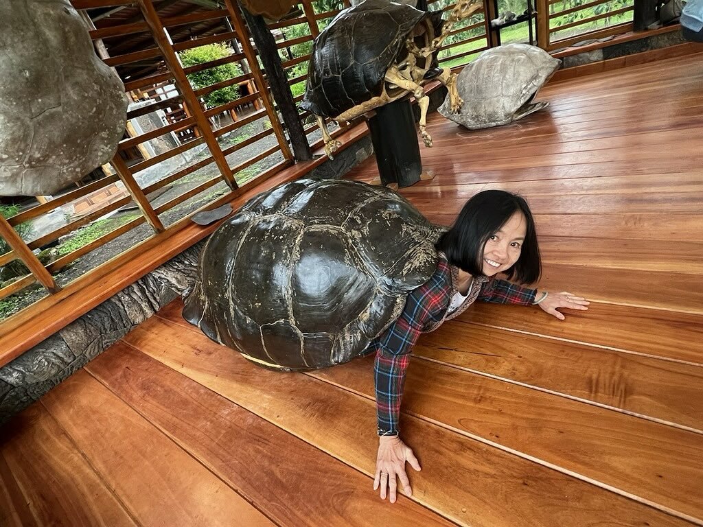 Ellen showing us how half tortoise, or in this case, full tortoise pose is done. Amazing. 👏🏼 #ardhakurmasana #halftortoisepose #bikramyoga #charlesdarwingalapagos🐢