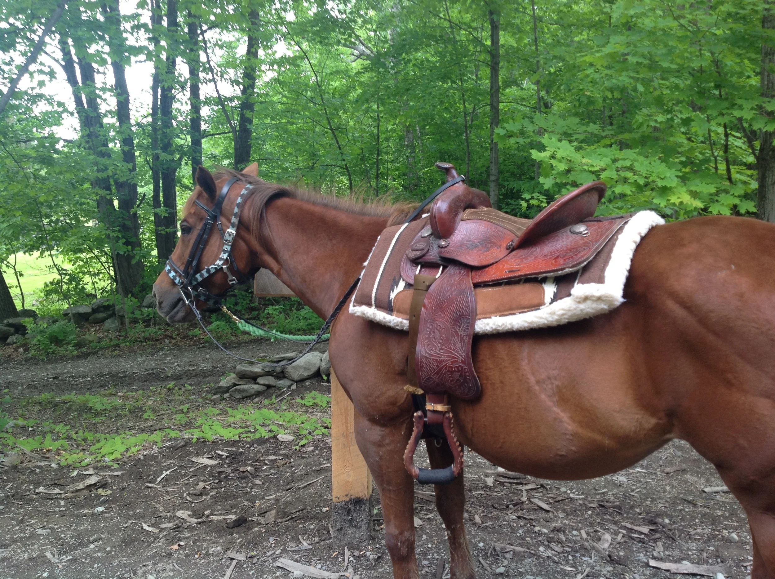 One Trick Pony