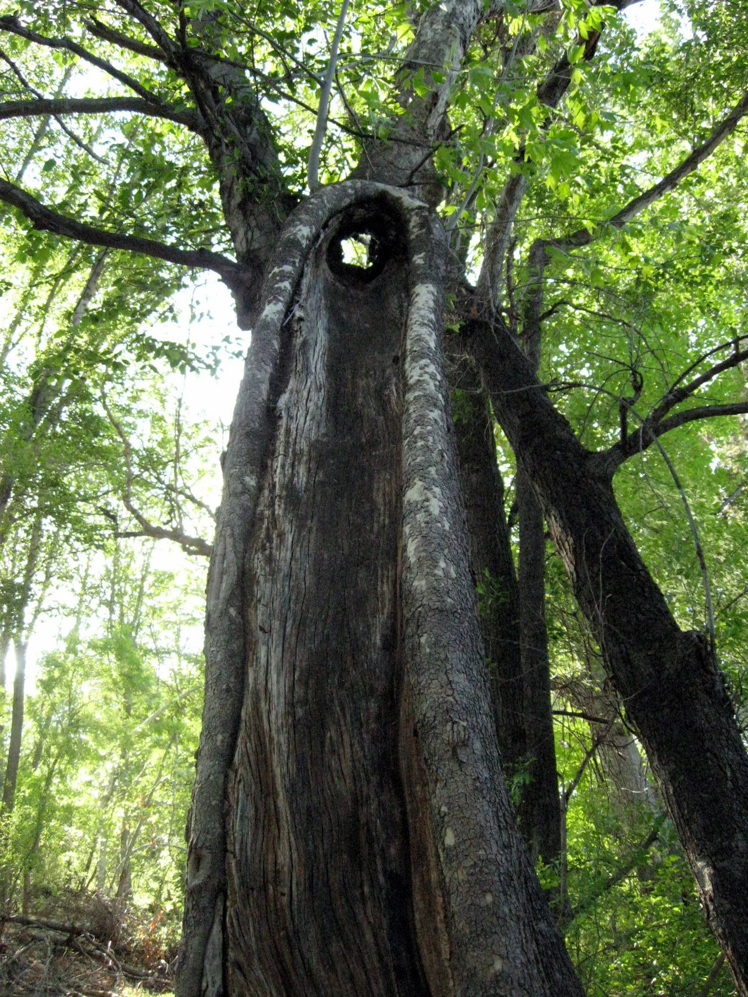 boynton-forest-oak.jpg