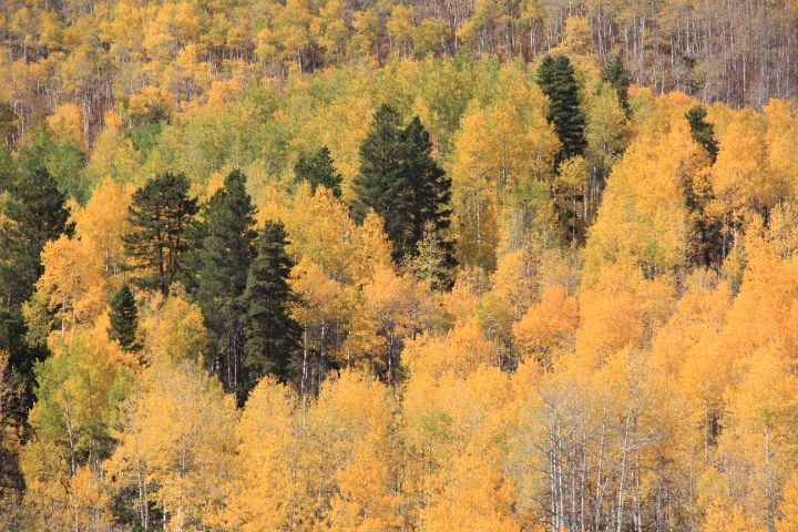 Neighborhood Fall Colors (photo by Architect)