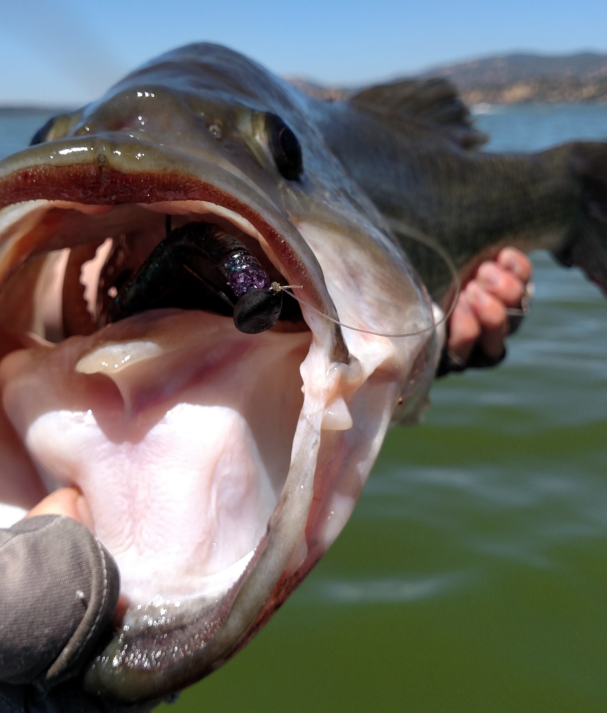 Summer Worming: Big Bass Without All The Work! — Tactical Bassin' - Bass  Fishing Blog
