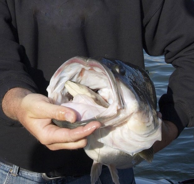 Huddleston Swimbait Retrieves — Tactical Bassin' - Bass Fishing Blog