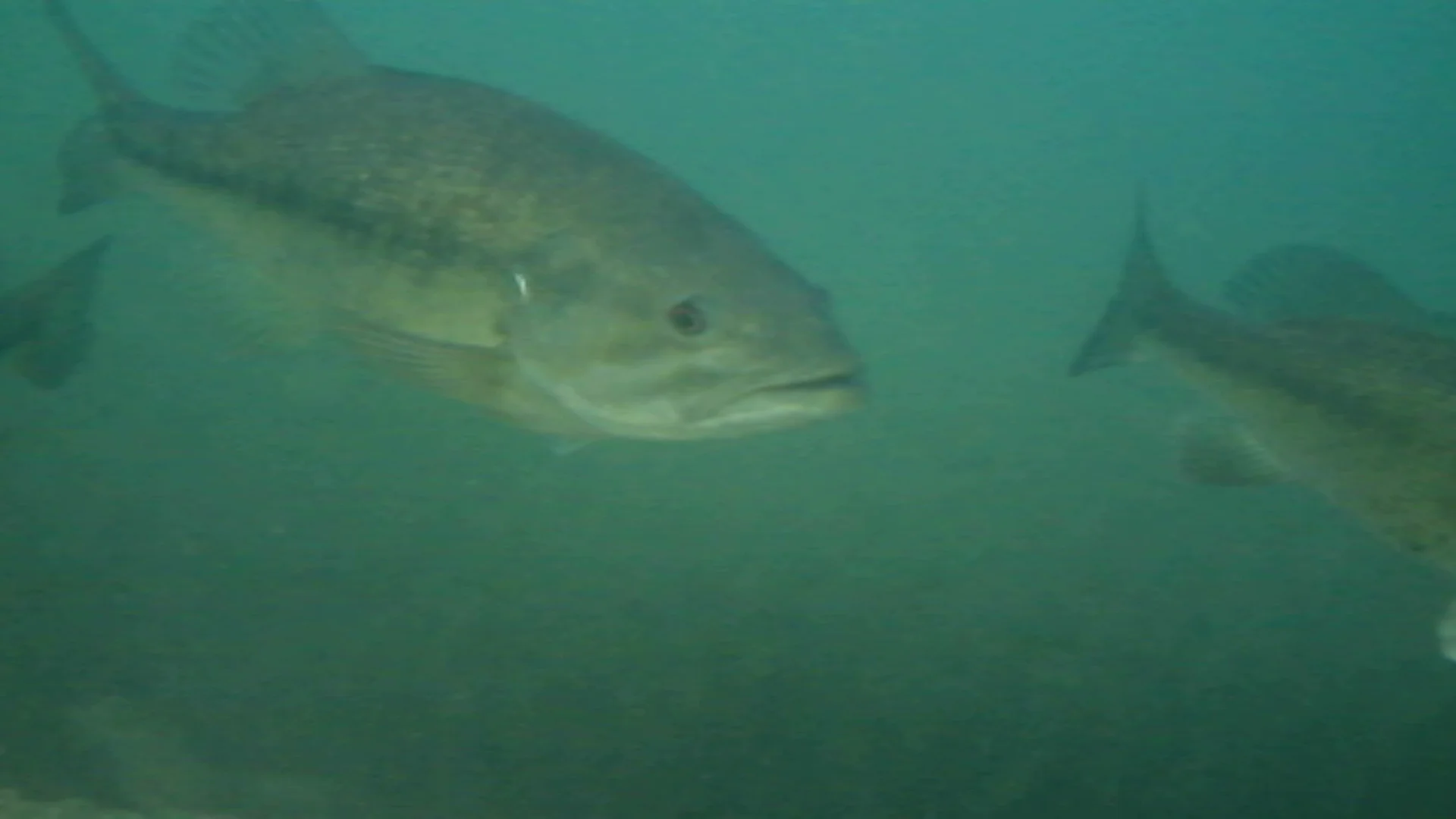 Underwater Video of Bass Eating Crawfish! — Tactical Bassin' Bass