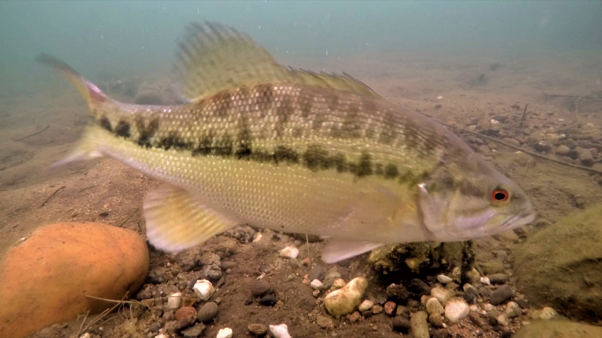 Underwater Footage  Big Spotted Bass Crushing Swimbaits and Jigs