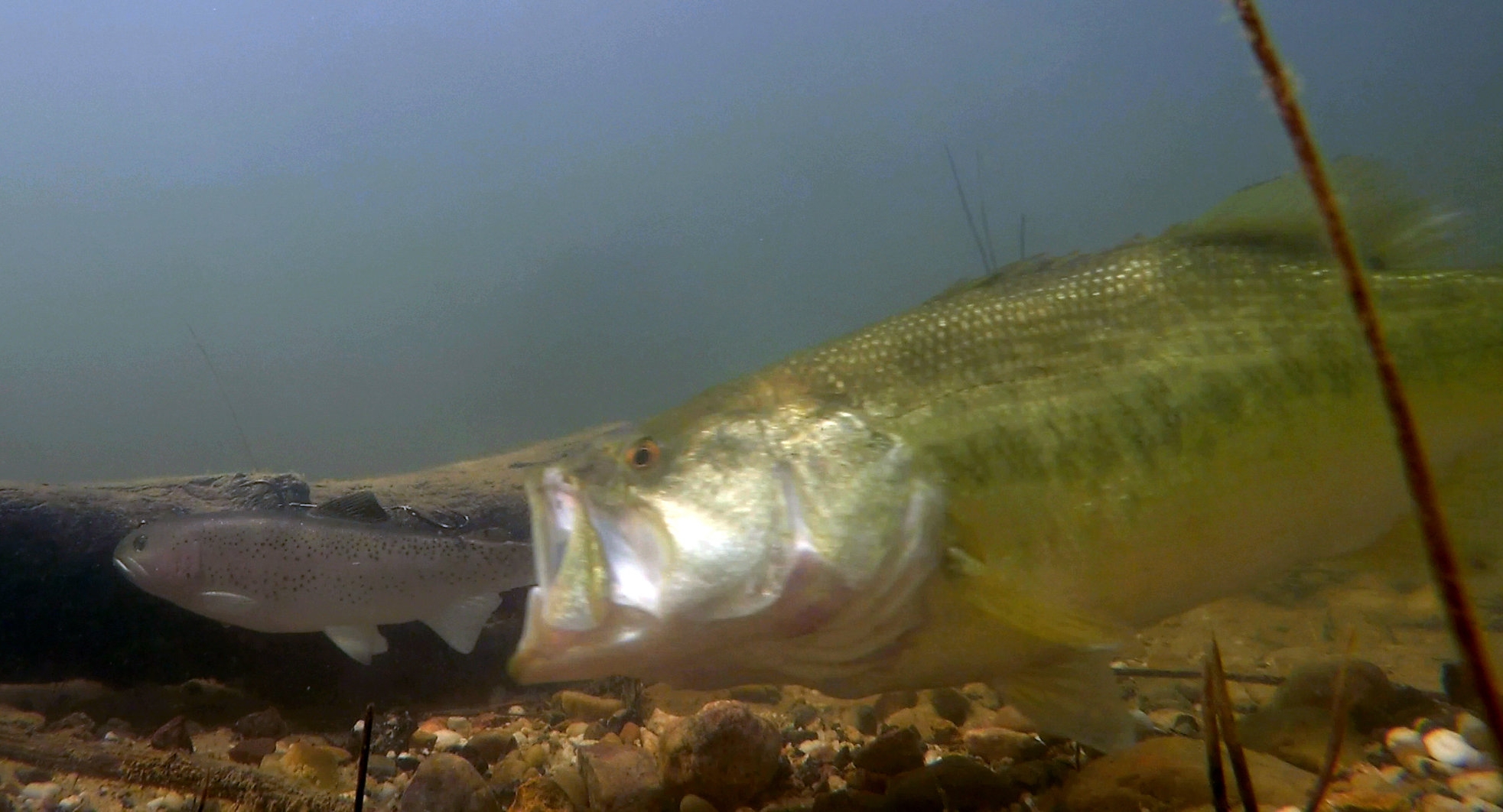 Crazy Underwater Footage! GIANT BASS Meets 10 Huddleston Swimbait