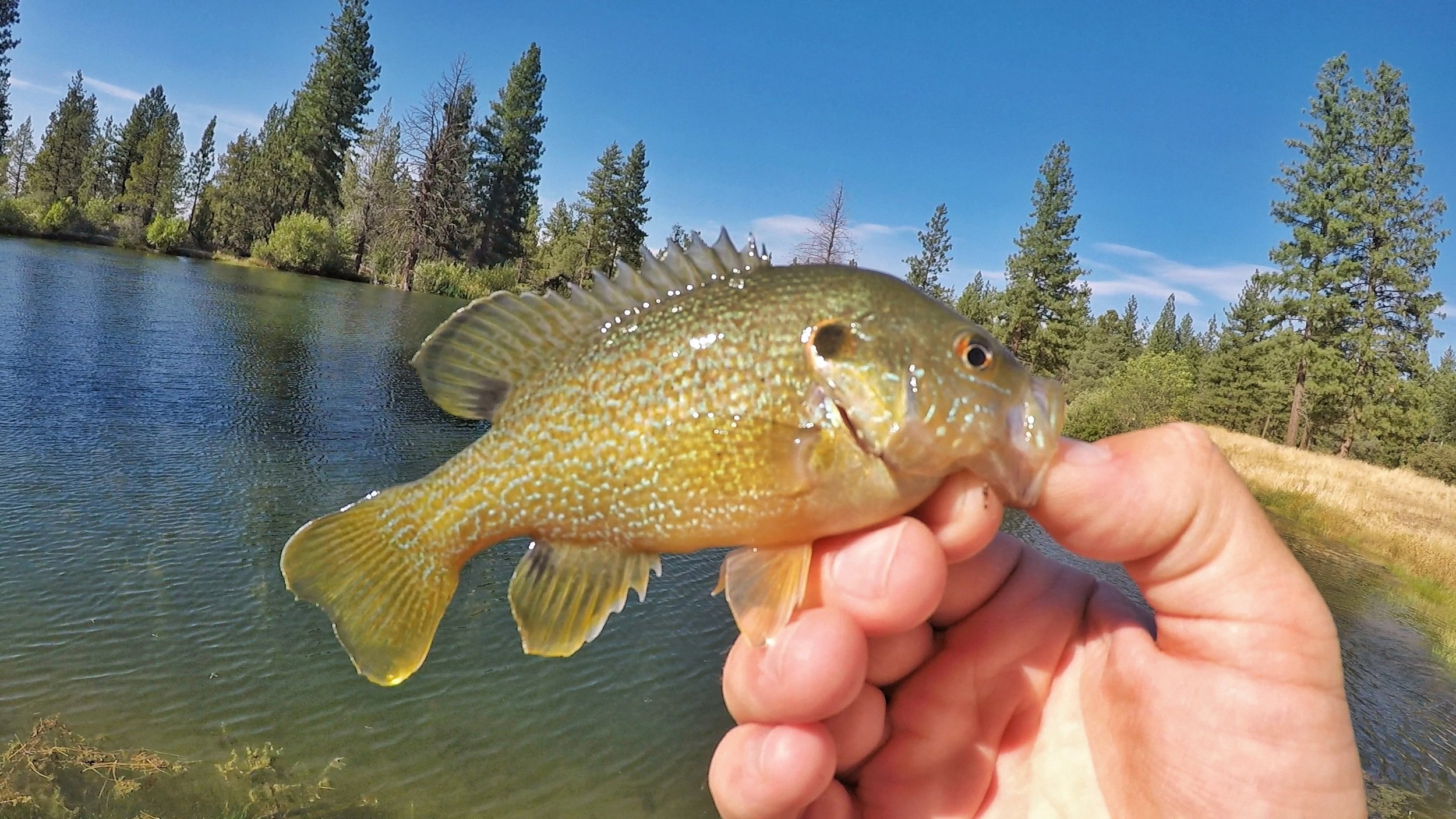 Sunfish 2-01.jpeg
