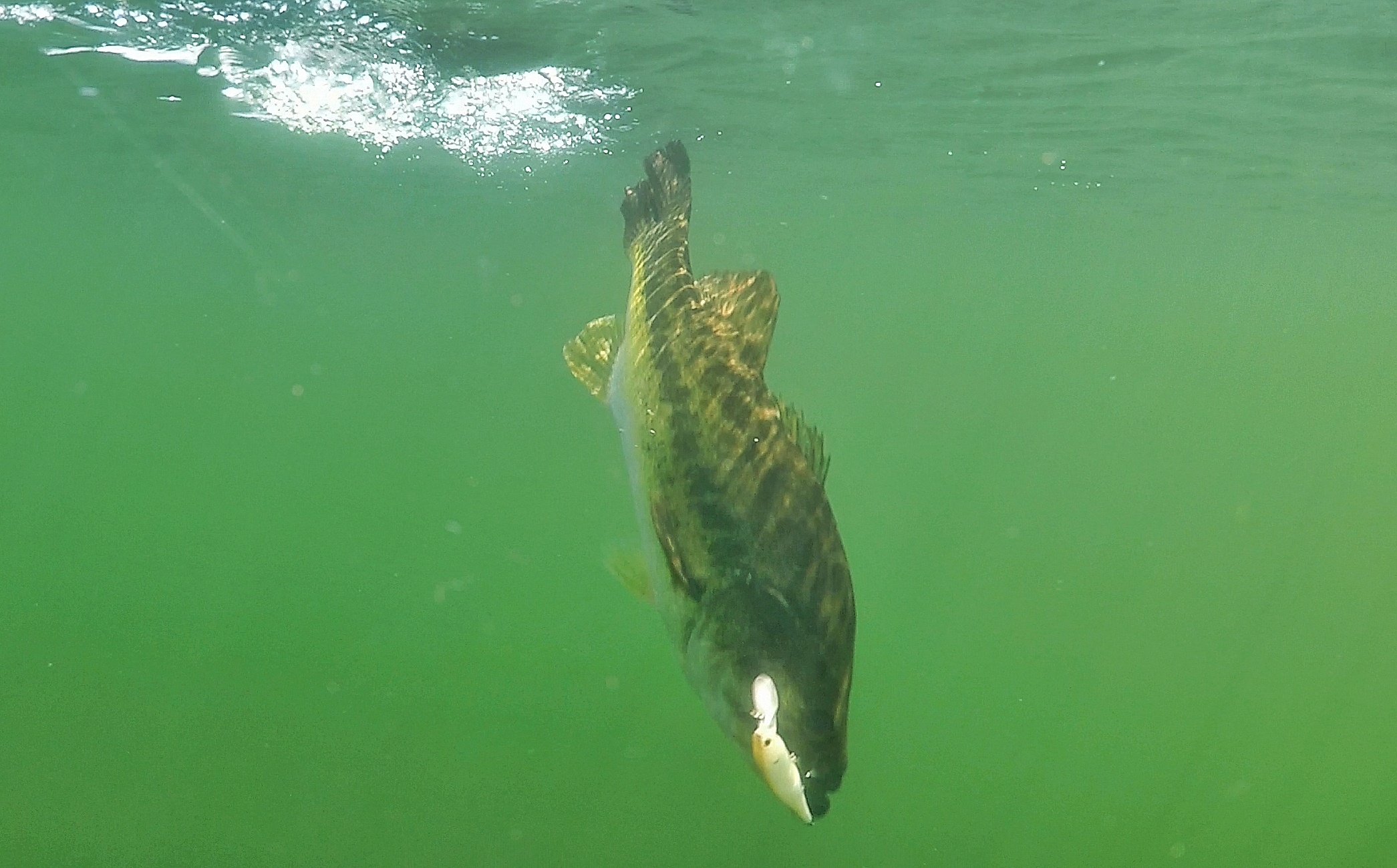 Insane Underwater Footage!! Bass Eating Jerkbaits + Fishing Tips