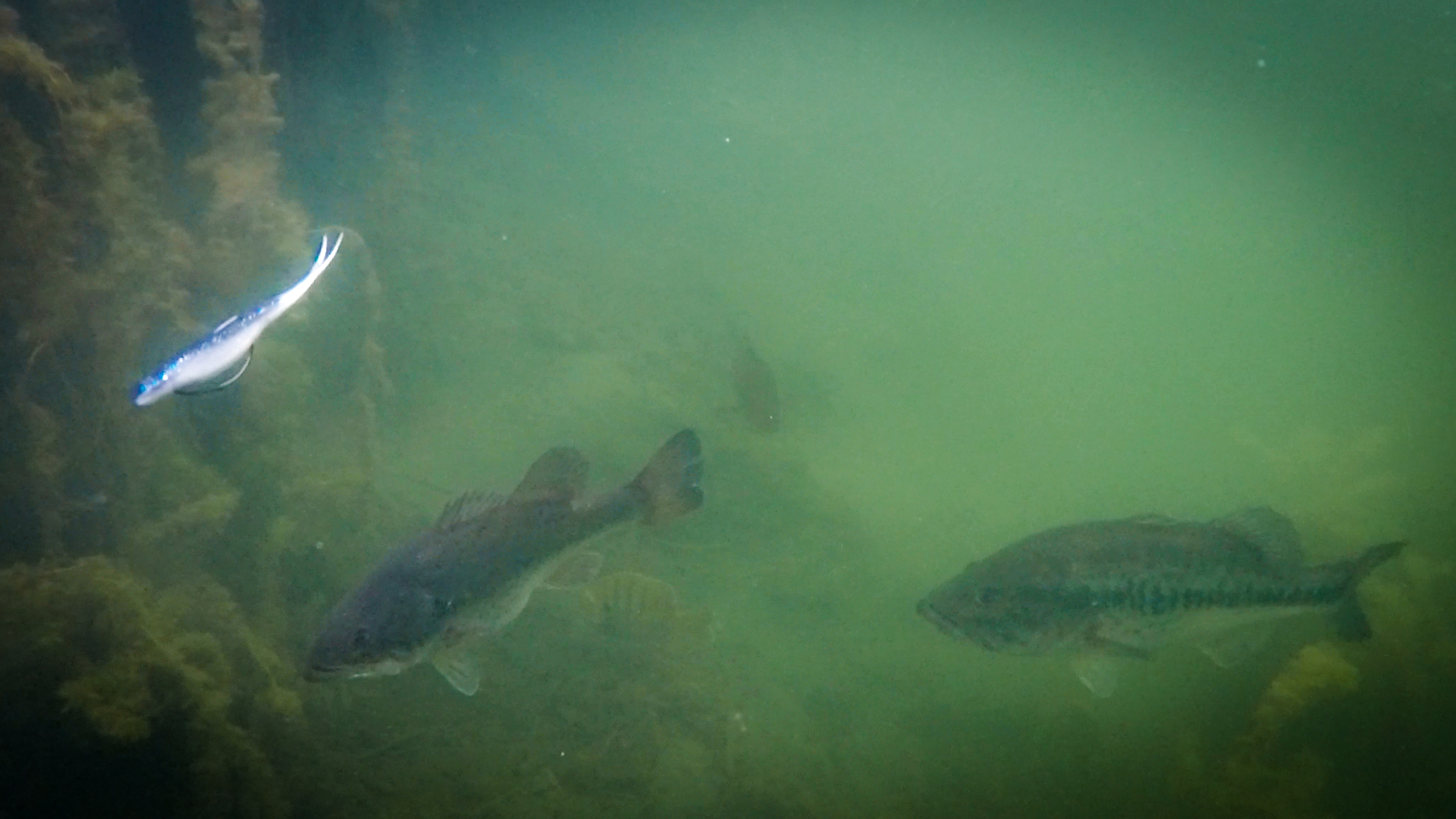 Underwater Bass Fishing Footage + Fluke Fishing Tips — Tactical Bassin' - Bass  Fishing Blog