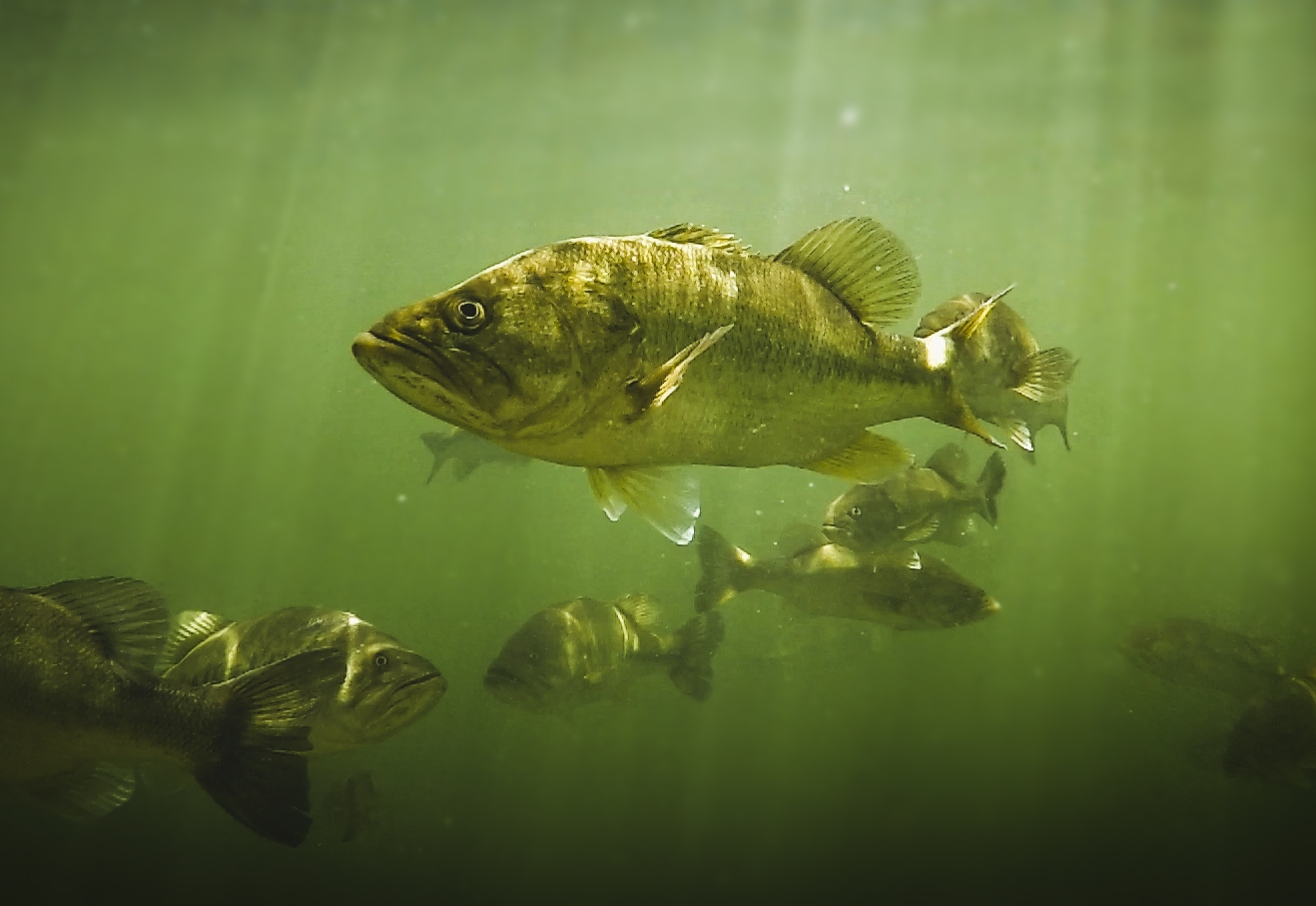 Topwater Strikes - Incredible Underwater Footage Of Bass Blowing Up On  Topwater! — Tactical Bassin' - Bass Fishing Blog