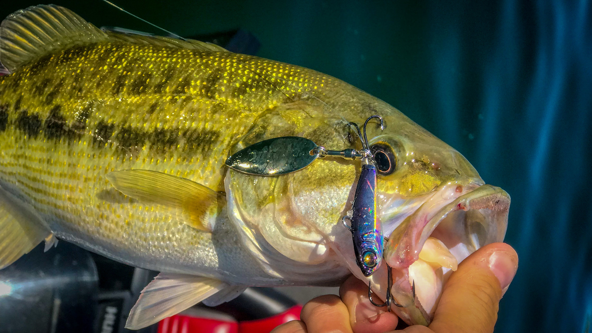 Fall Bass Fishing: How To Catch Bass On Spoons — Tactical Bassin' - Bass  Fishing Blog