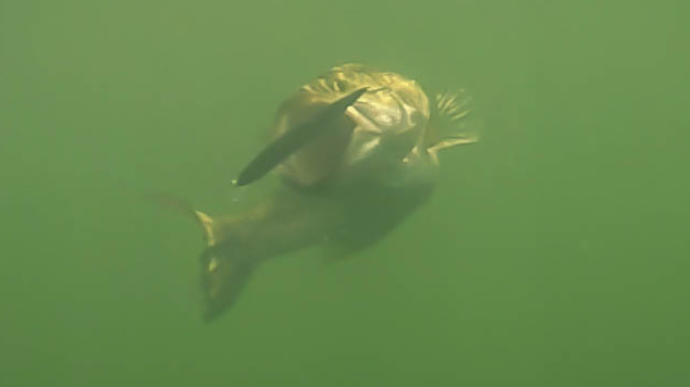 Underwater Footage of Giant Bass Eating Swimbaits and Jerkbaits