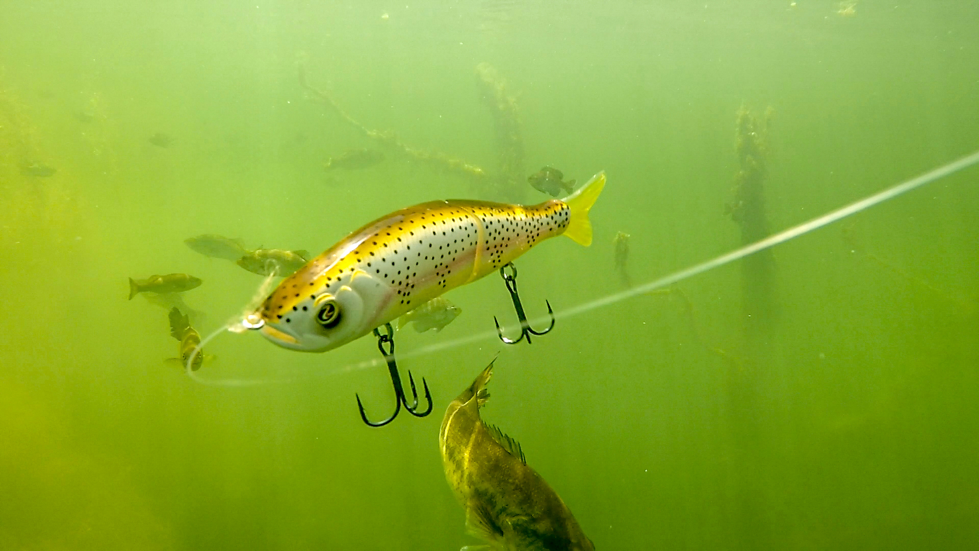 Underwater Footage  Bass Eating Jerkbaits and Swimbaits