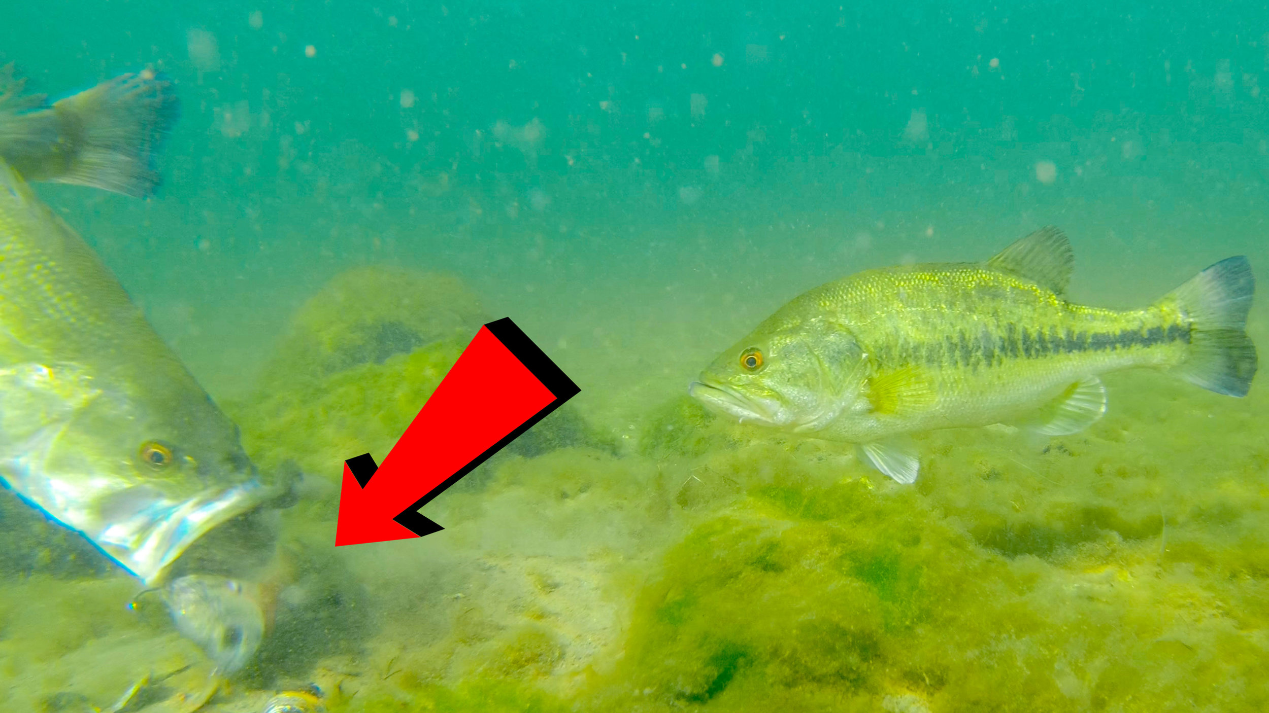 Bed Fishing Tricks With Amazing Underwater Footage! — Tactical
