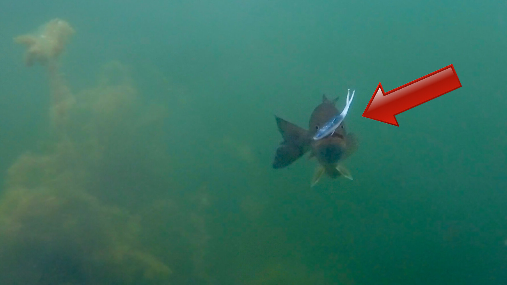 Underwater Bass Footage with CRAZY New Fluke Rigging Trick! — Tactical  Bassin' - Bass Fishing Blog