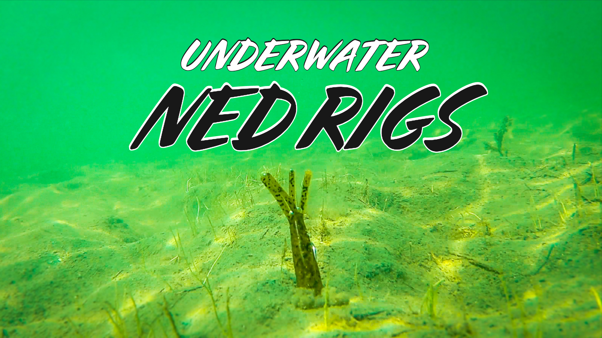 Underwater Footage of 9 NEW Ned Rig Baits