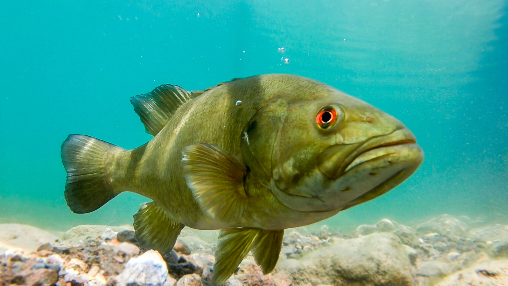 Underwater Sight Fishing - How To Catch More Fish! — Tactical Bassin' -  Bass Fishing Blog