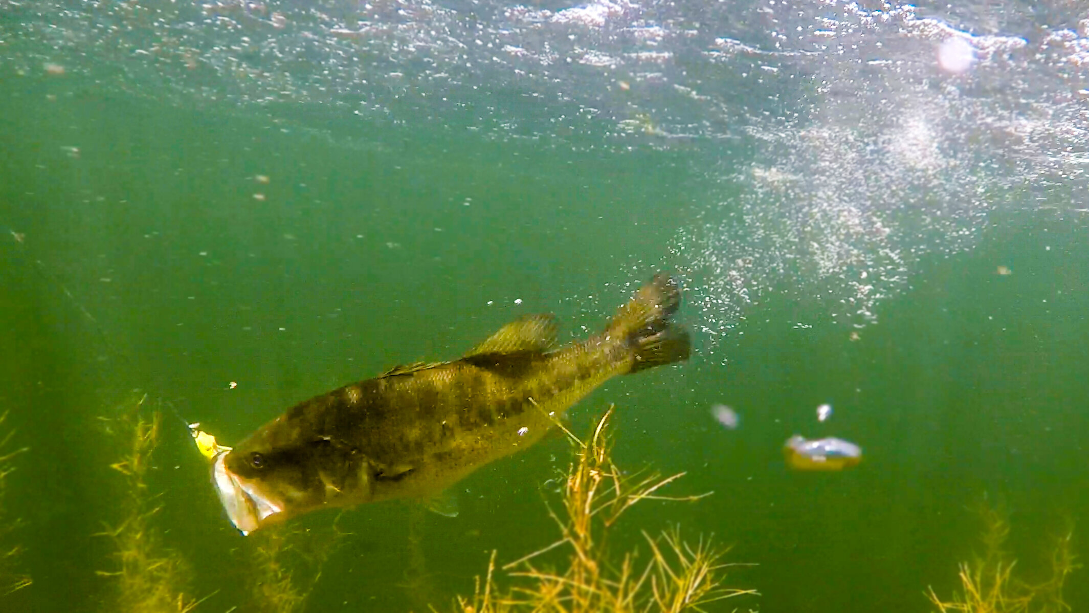 Underwater Footage From Bass Heaven!! (Is This Even Real?!) Insane Topwater  Strike Footage!! — Tactical Bassin' - Bass Fishing Blog