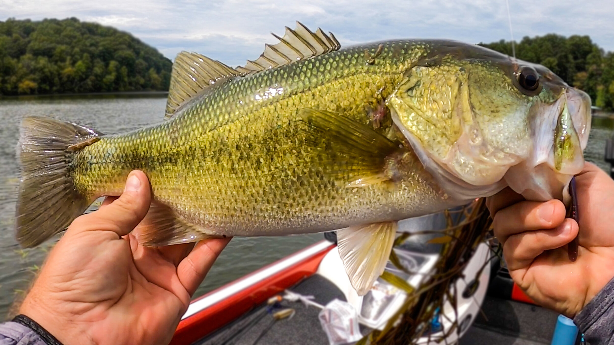 BIG Bass on Chickamauga! Fall Bass Fishing Has Begun!! — Tactical